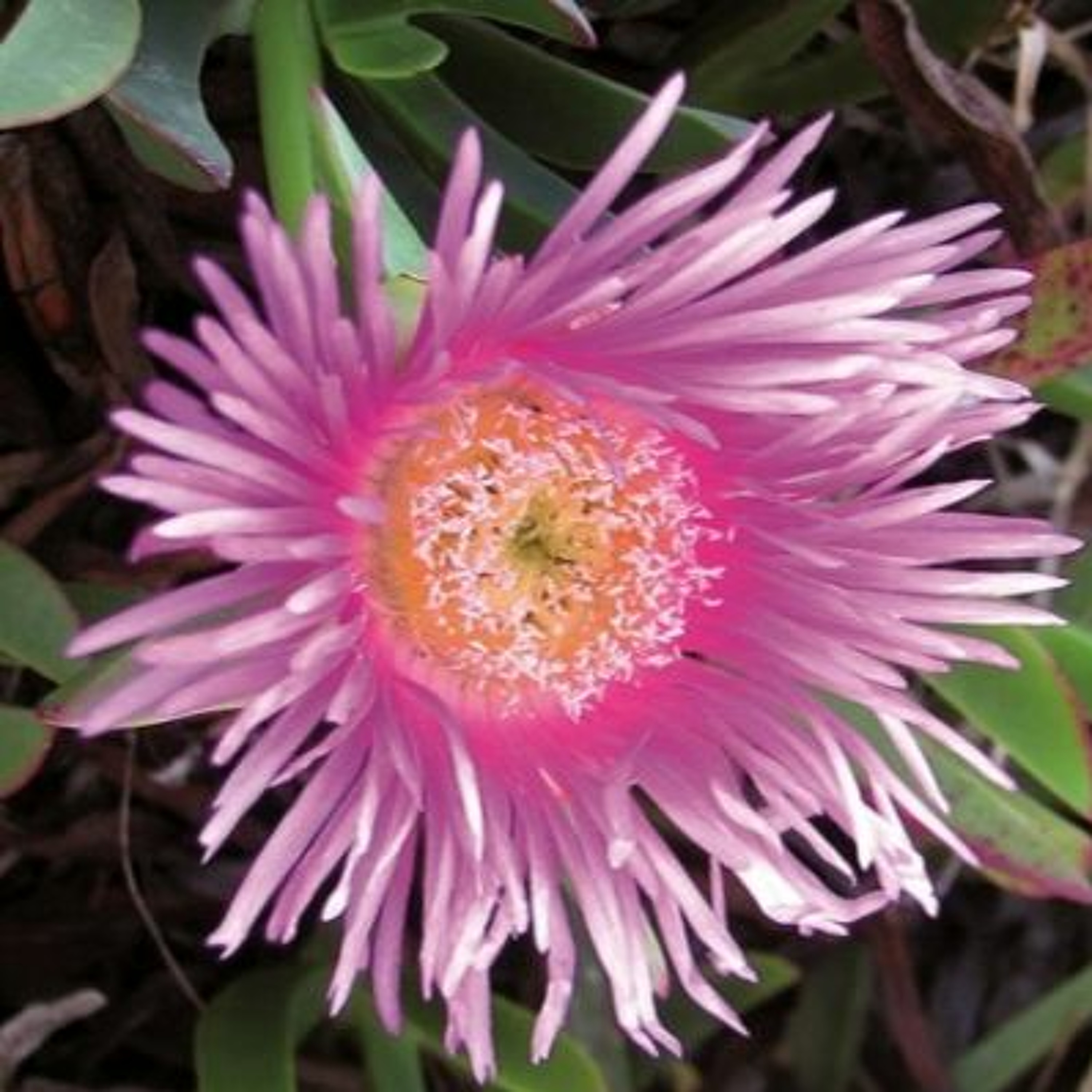 Todas as plantas têm nome
