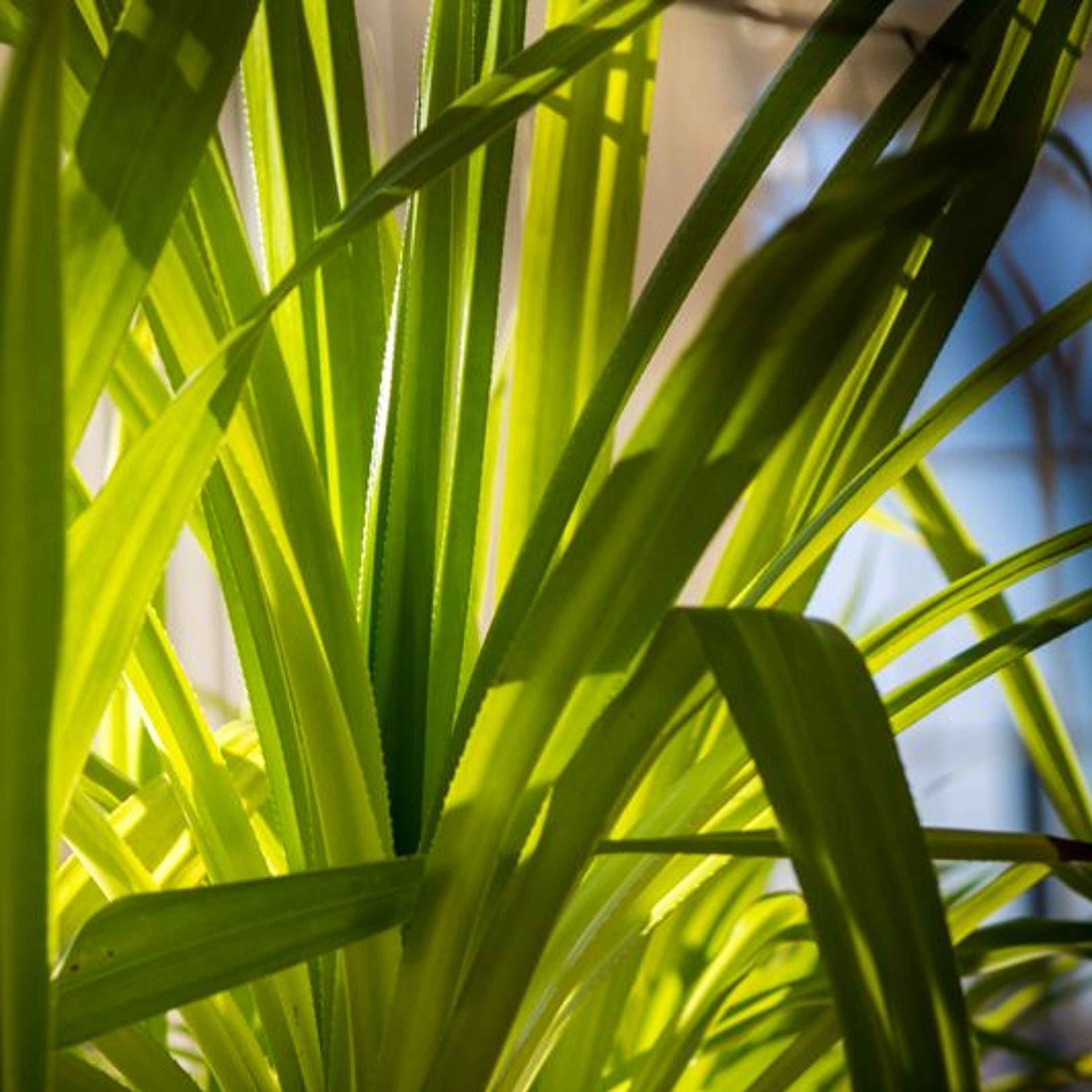 Todas as plantas têm nome