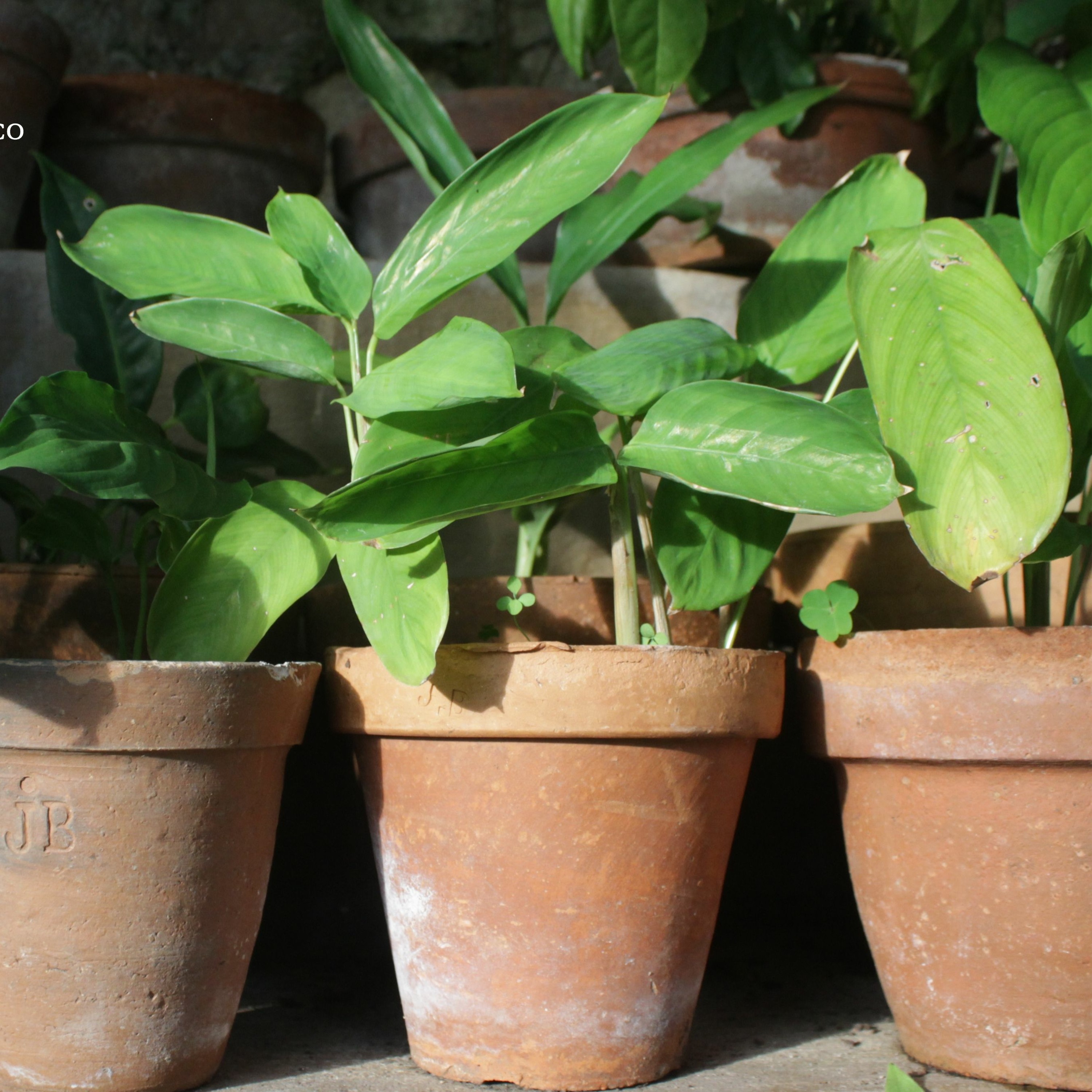 Todas as plantas têm nome