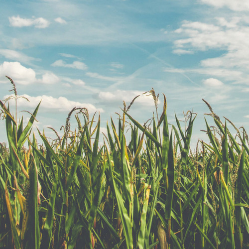 Mastercard Launches 2KUZE Agtech Marketplace For Farmers In East Africa
