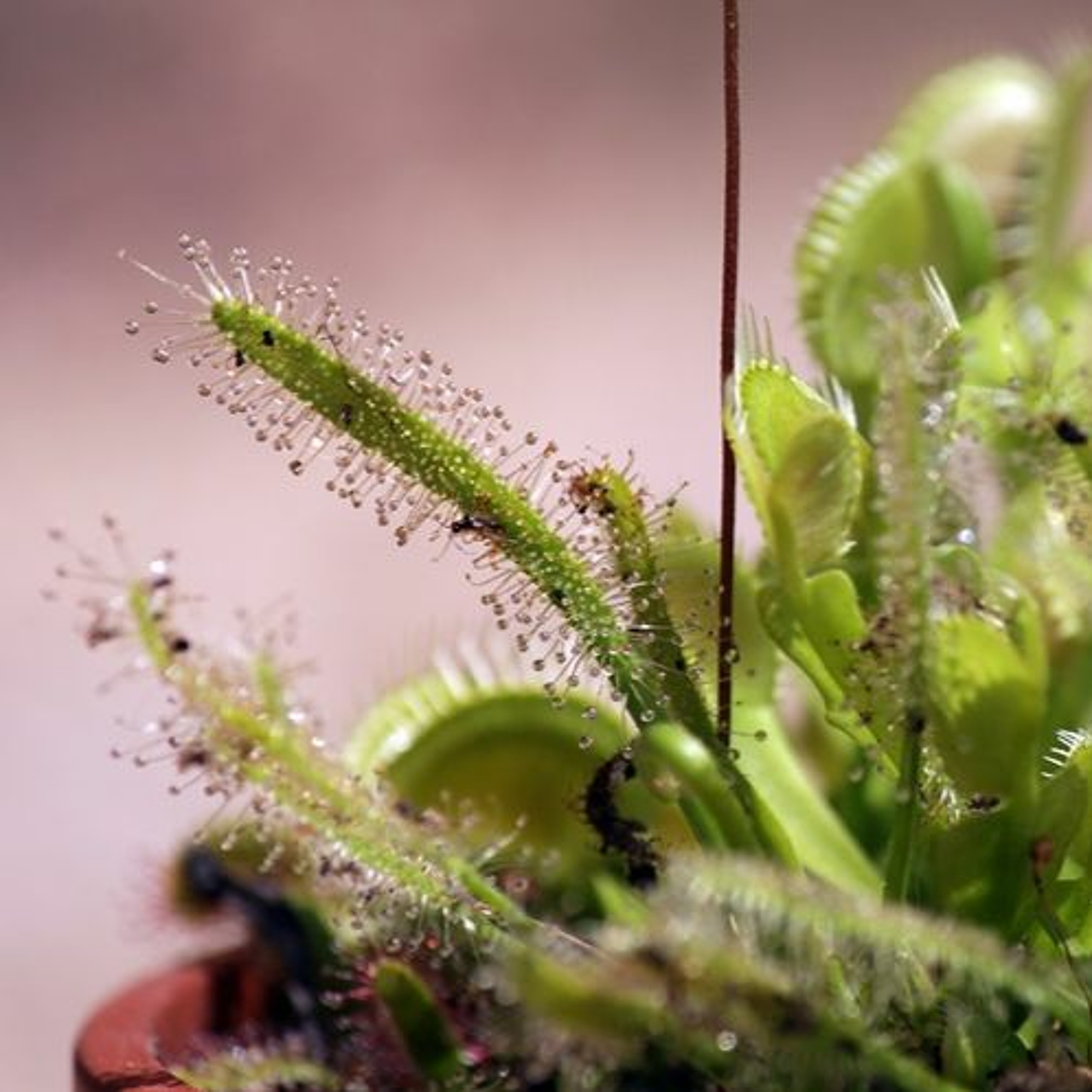 Todas as plantas têm nome