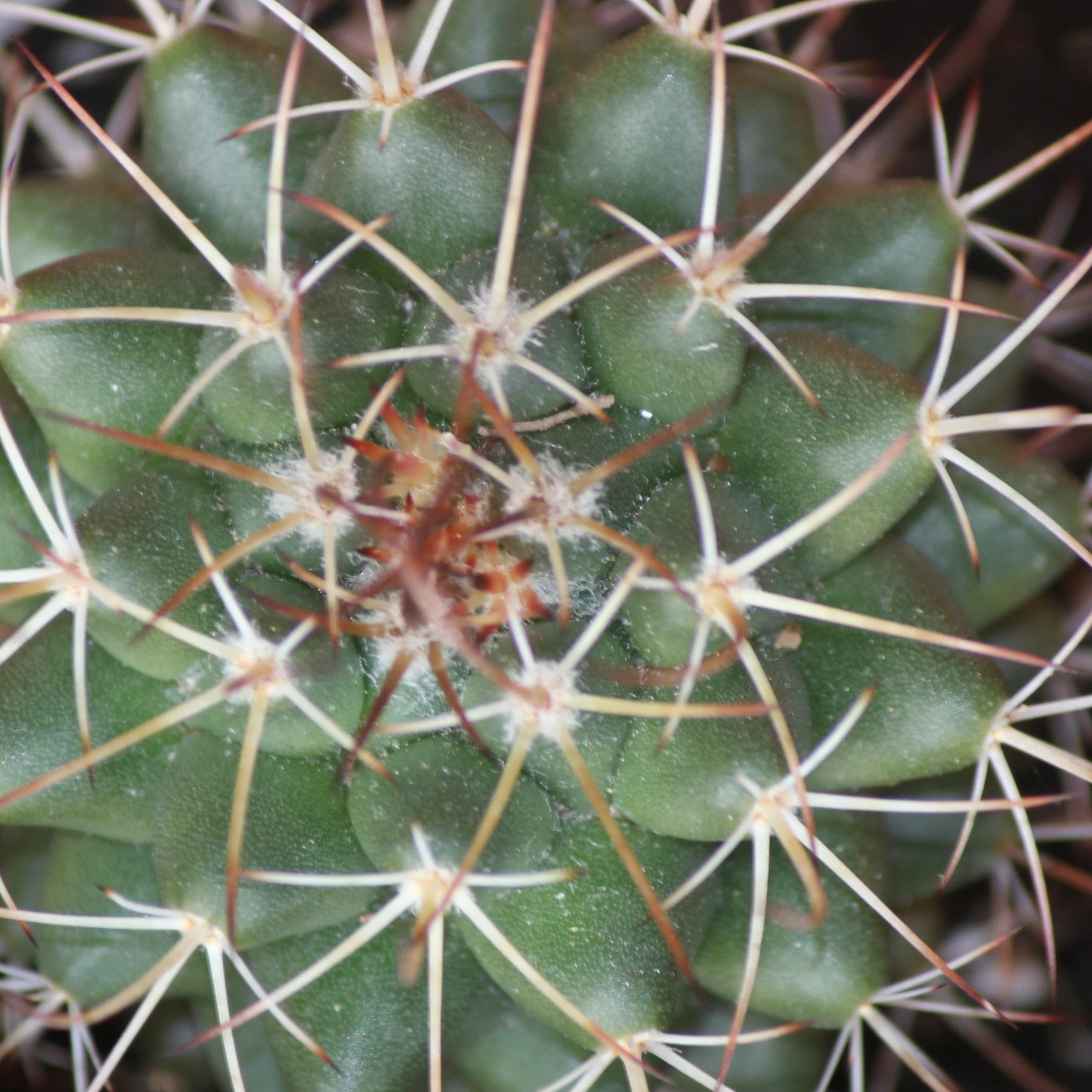 Todas as plantas têm nome