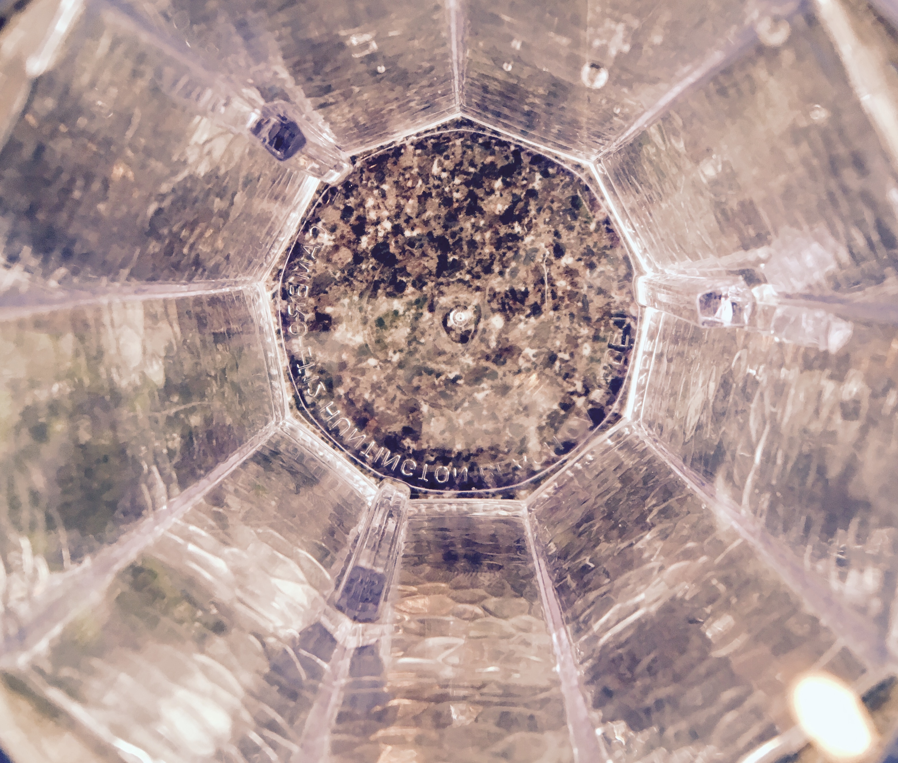 jeff sessions, oj simpson and translating lies