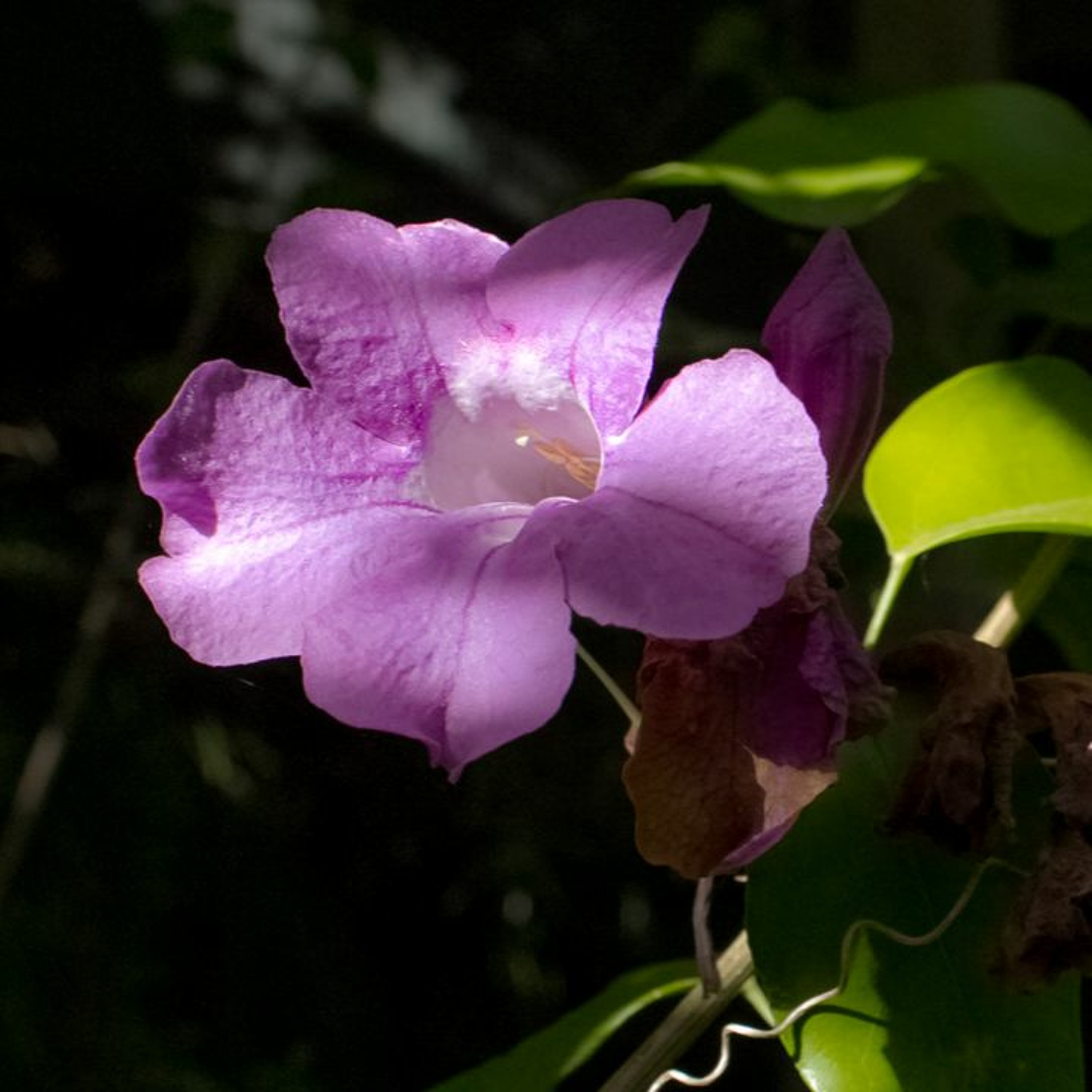 Todas as plantas têm nome