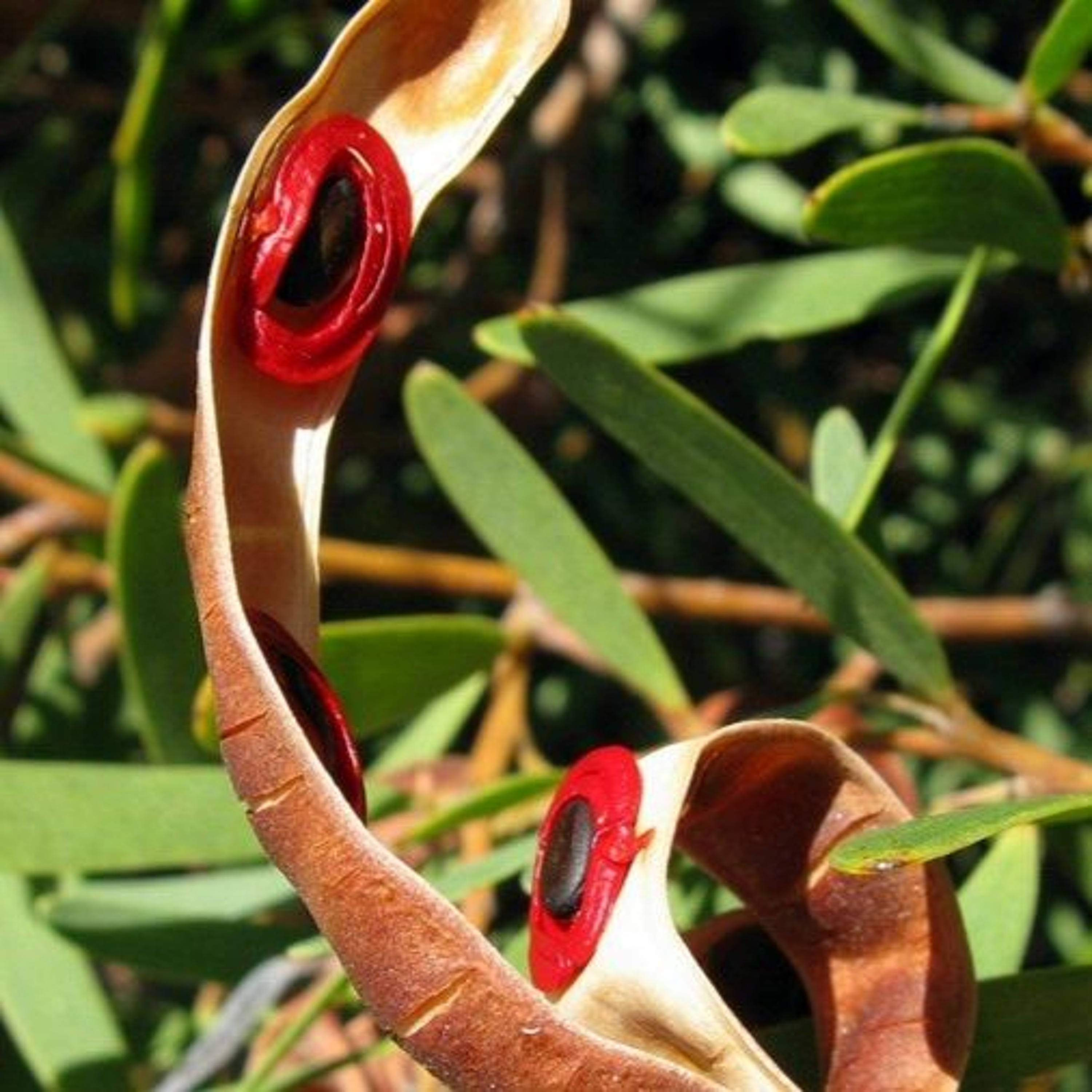 Todas as plantas têm nome
