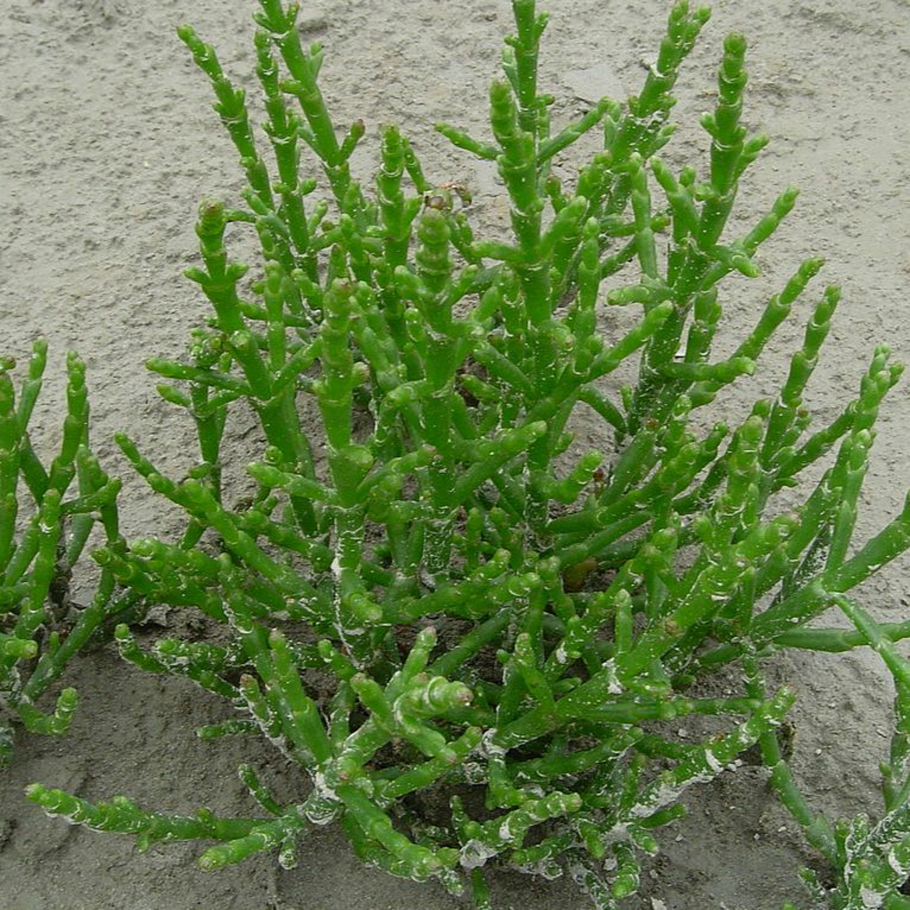 Todas as plantas têm nome