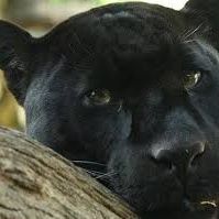 Chapter 15 Never Forget Gomez The Sex Panther