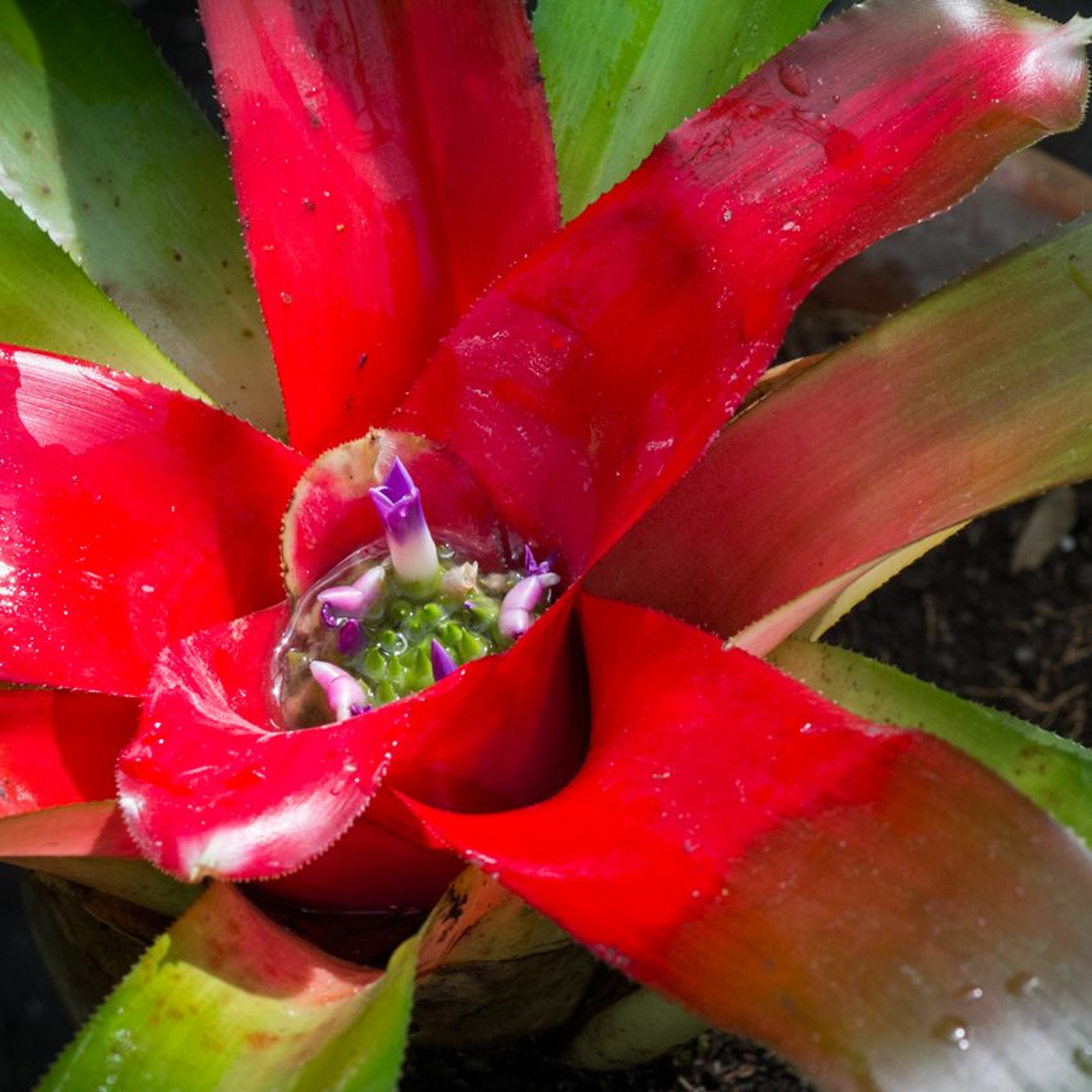 Todas as plantas têm nome
