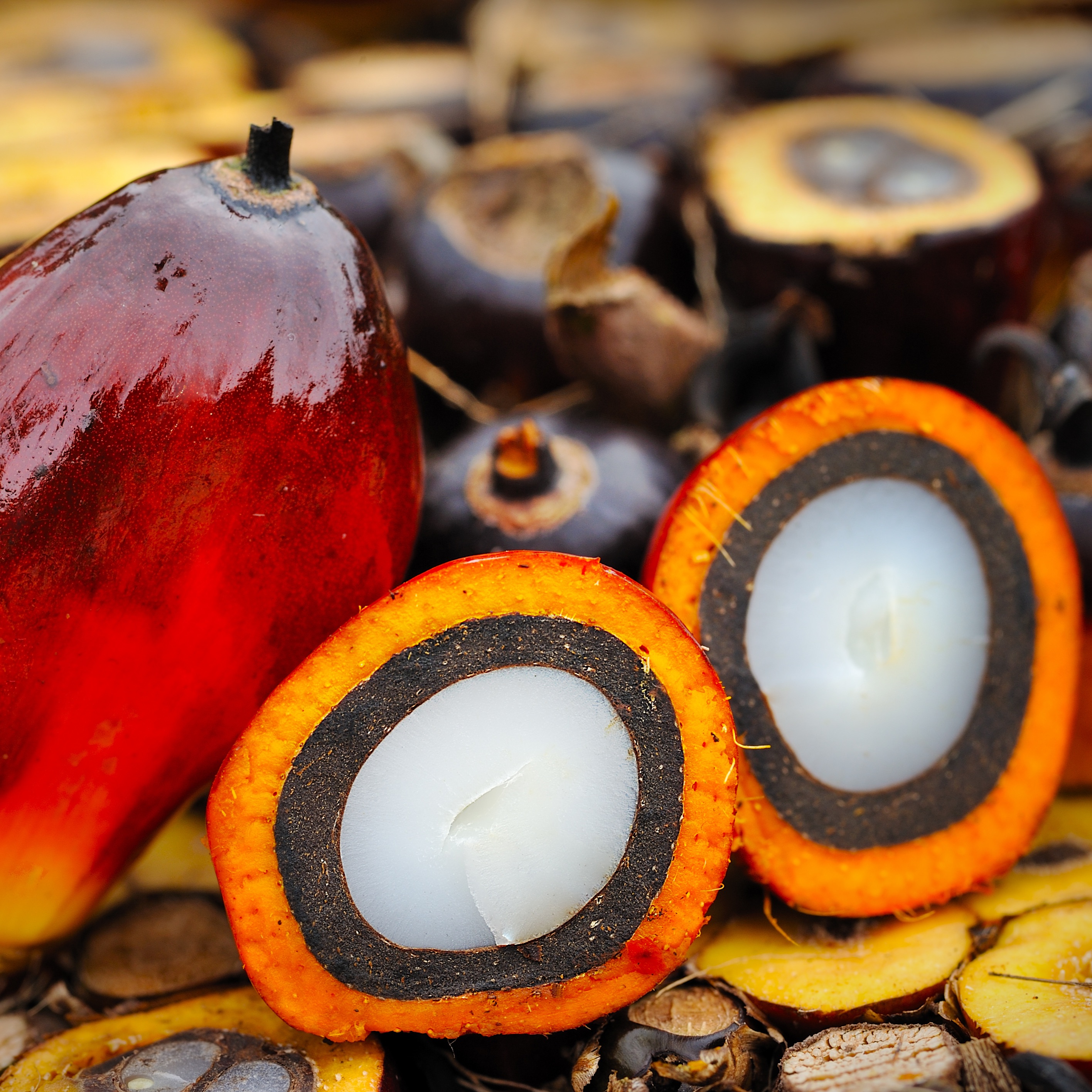 South-East Asia Palm Oil Outlook 2017
