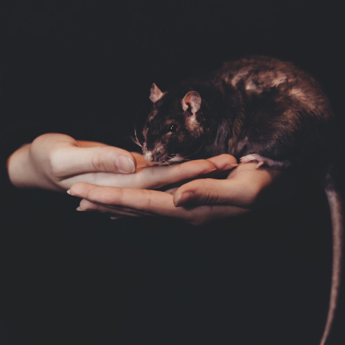 Scientists Successfully Remove HIV Virus From Mouse Cells Using CRISPR