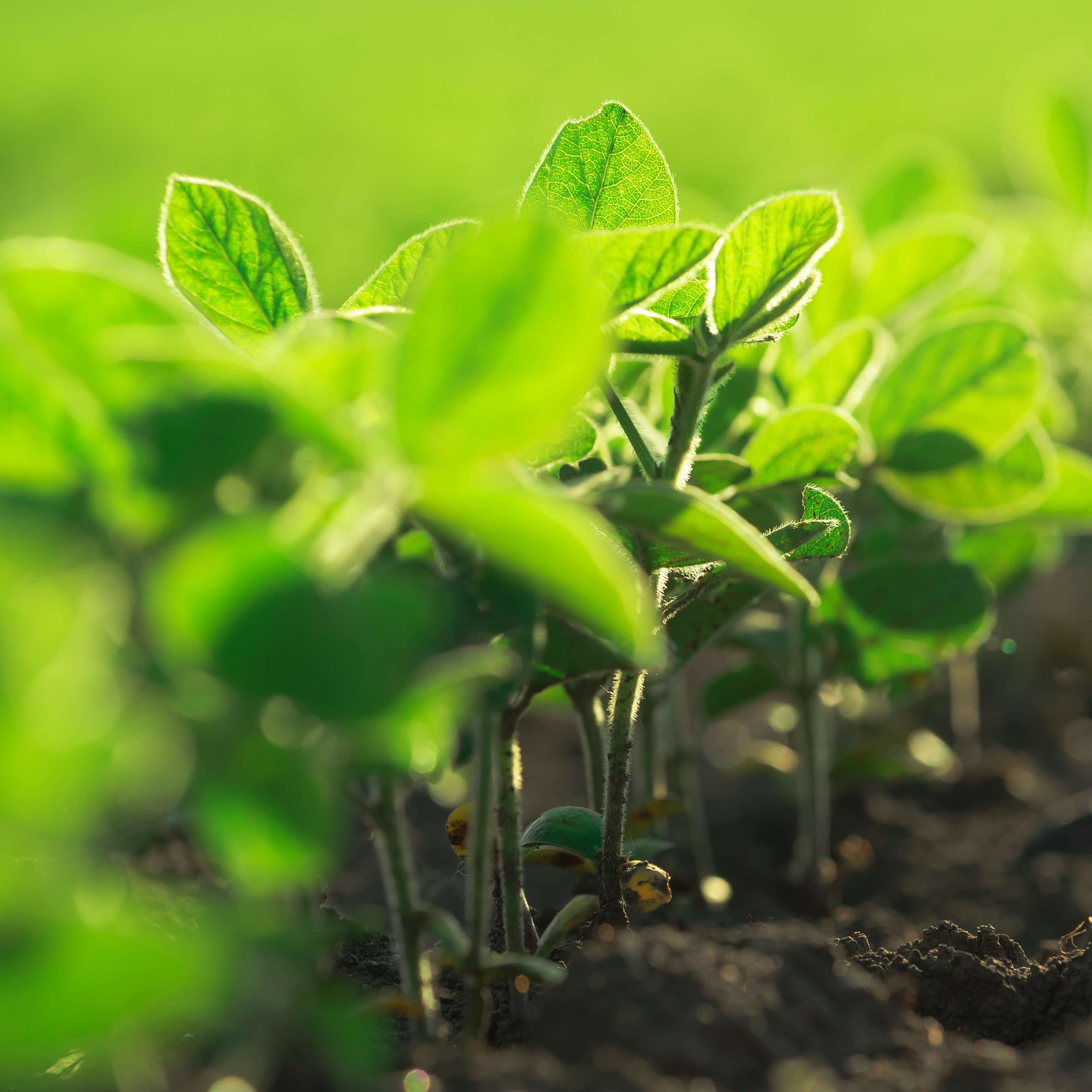 Global Grain & Oilseed Markets — Near-Term Outlook, 17 May 2017