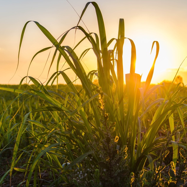 Coming off a Sugar High: What's Next for Growers?