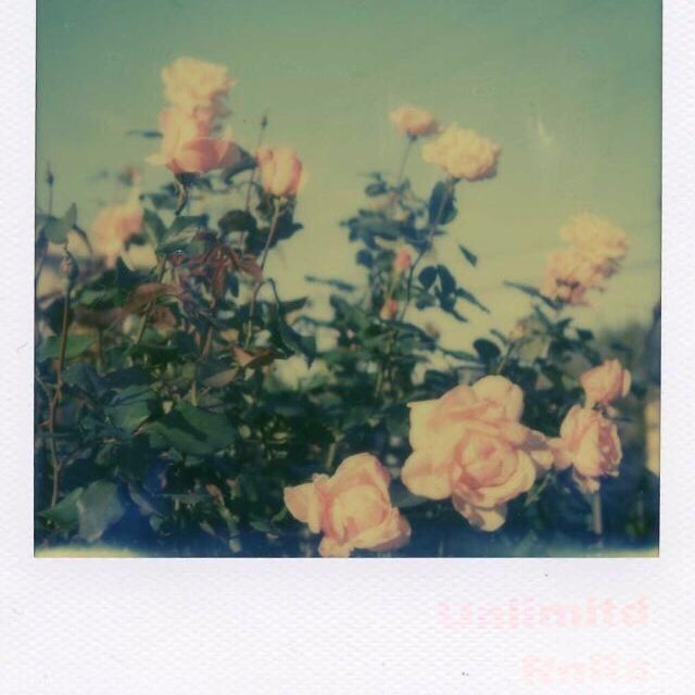 Rainbows and Roses