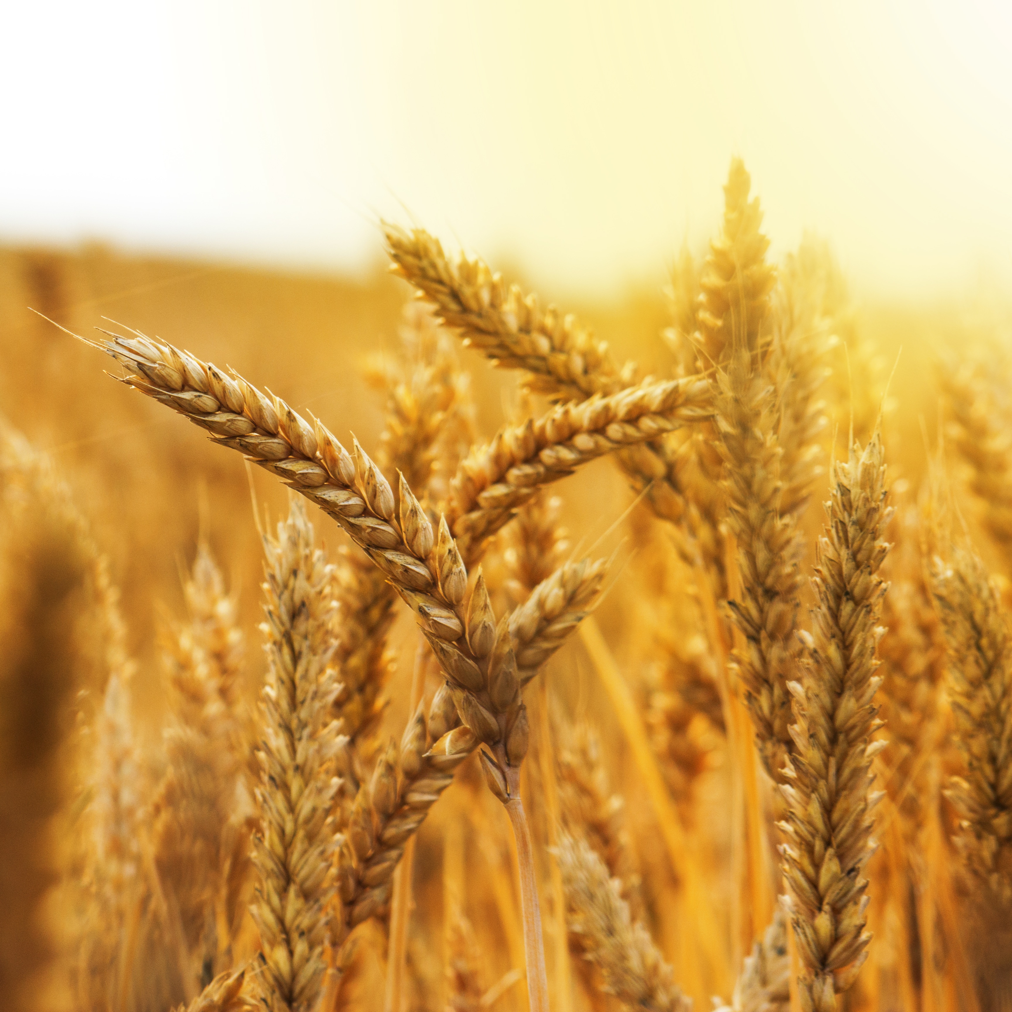 Agri Commodities Markets Review, May 2017