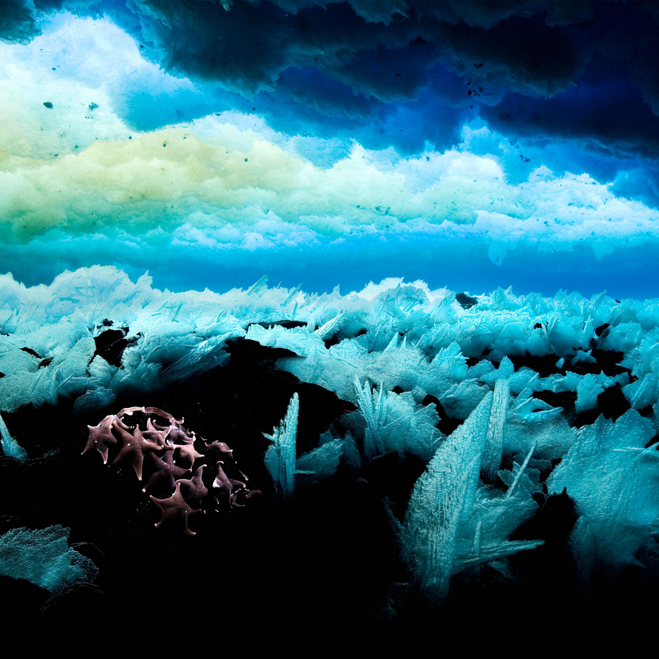 Saving the Last Ocean