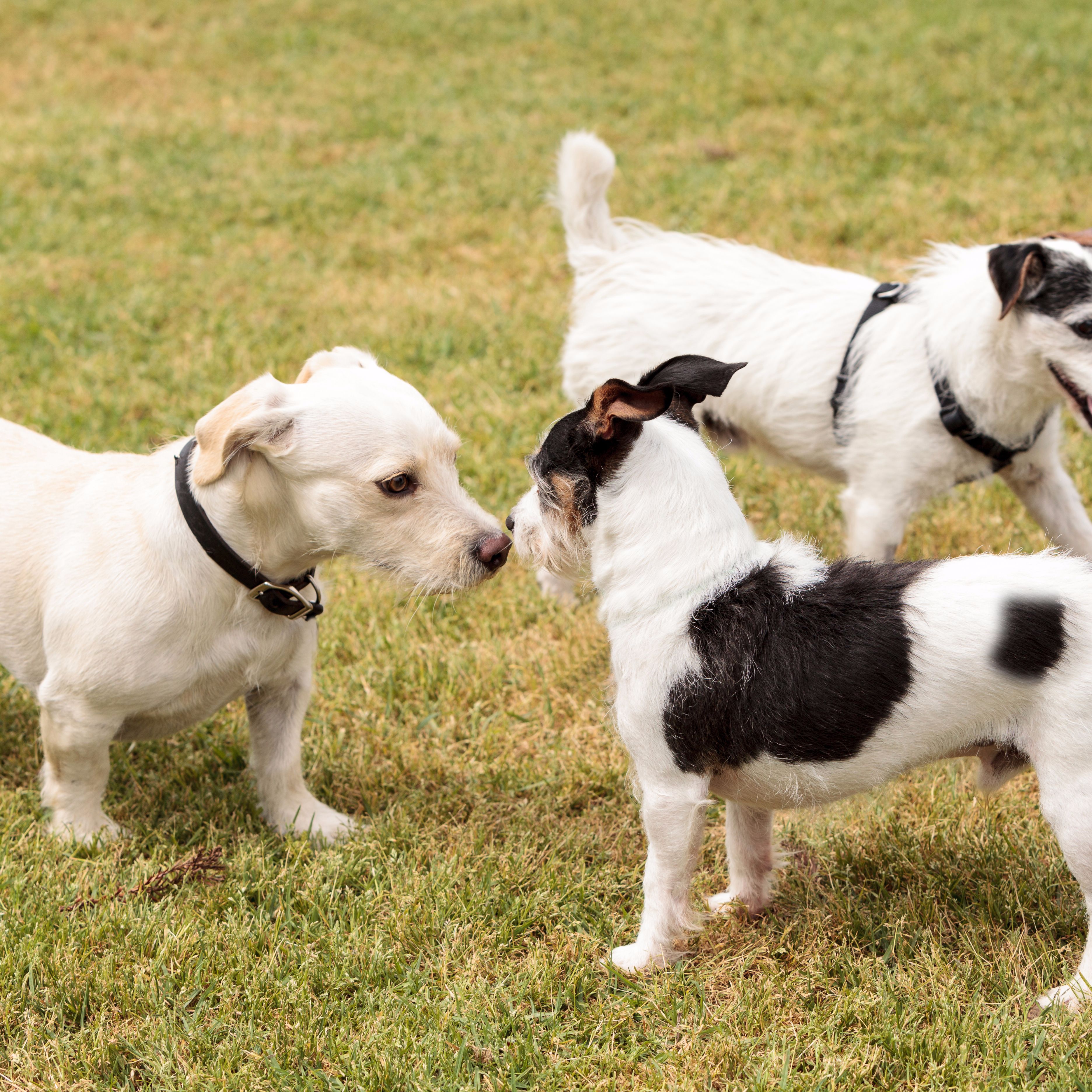 Dog Socialization