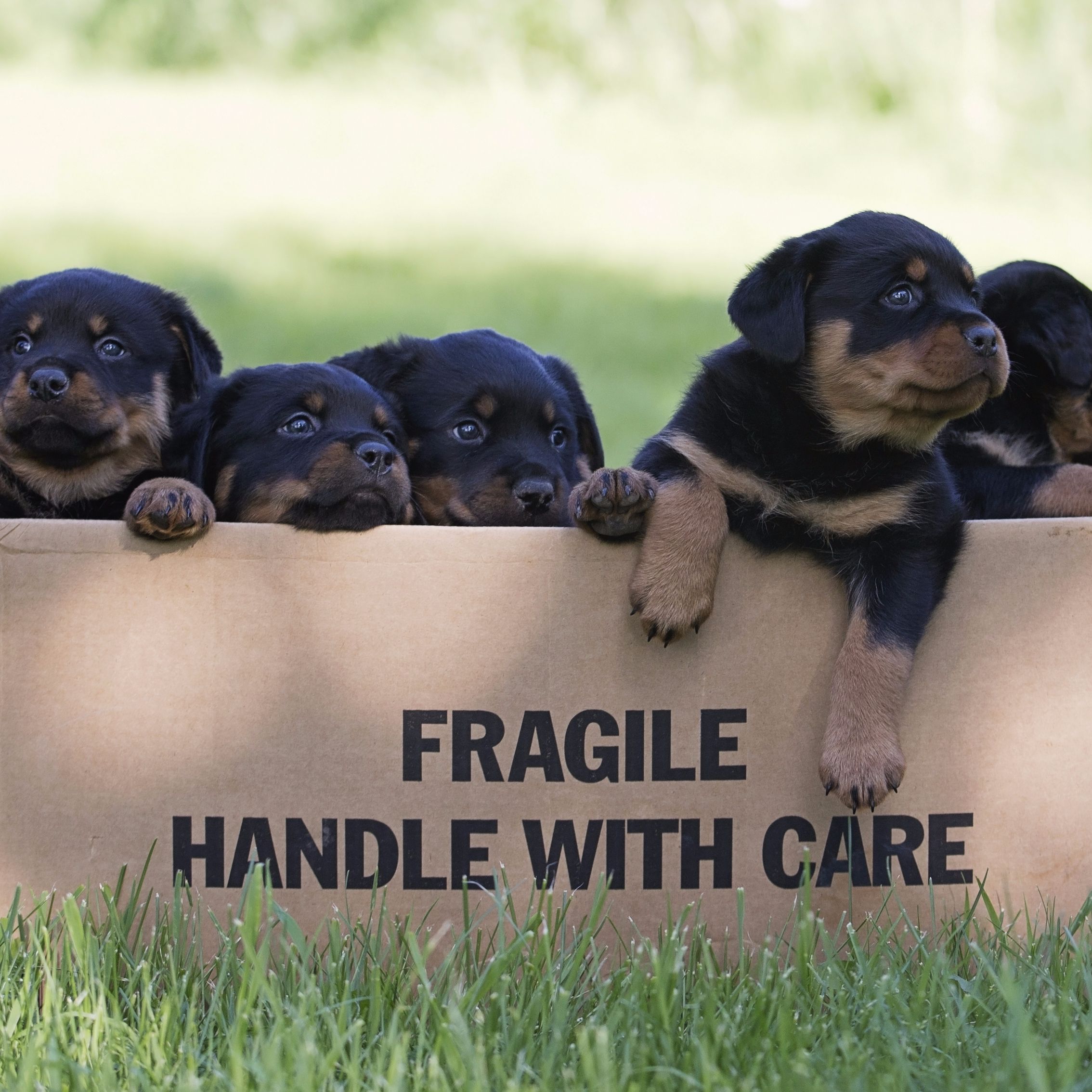 What to Look For in a Good Breeder