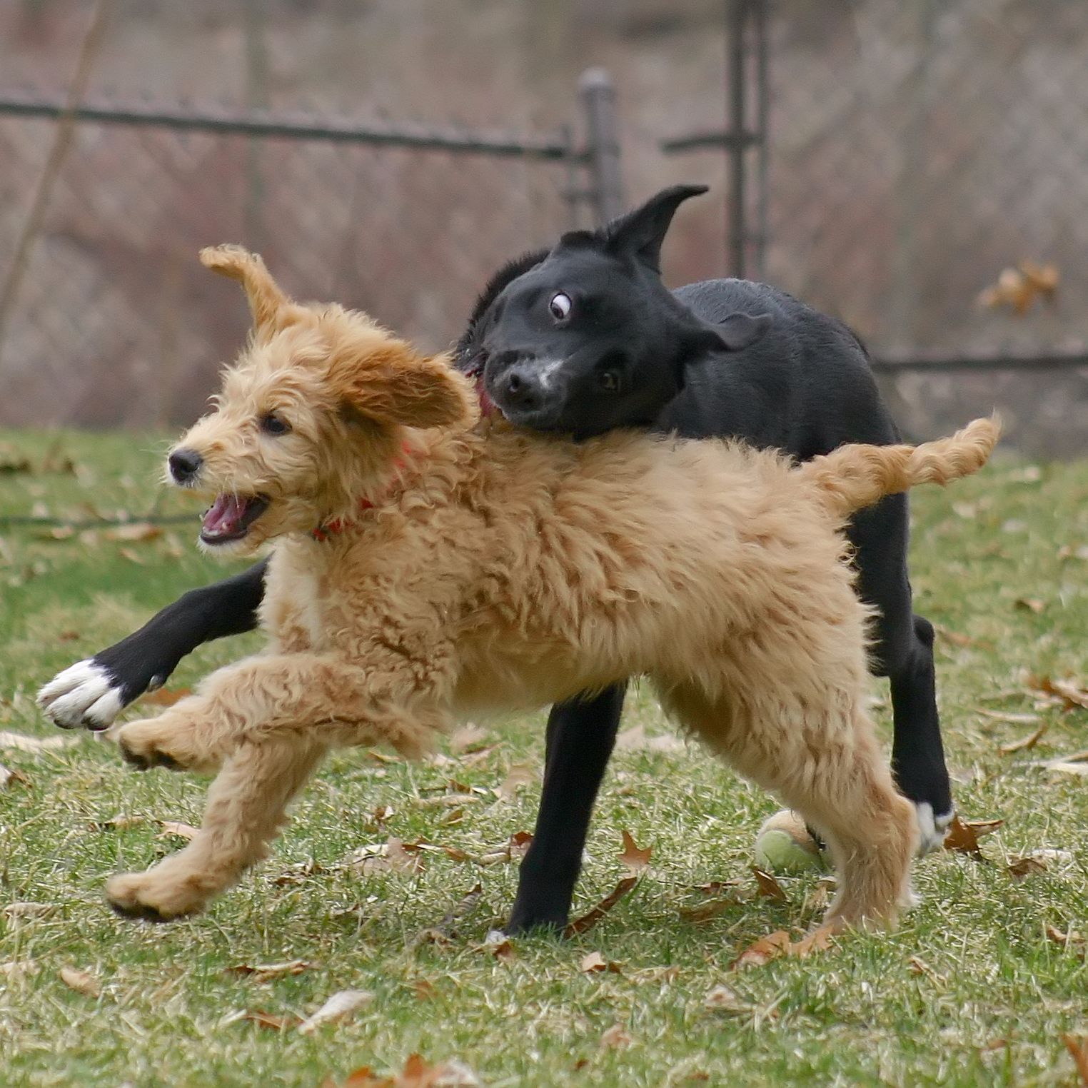 Dog to Dog Rough Play - Pt 2