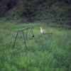 Manchester Orchestra The Gold Mp3