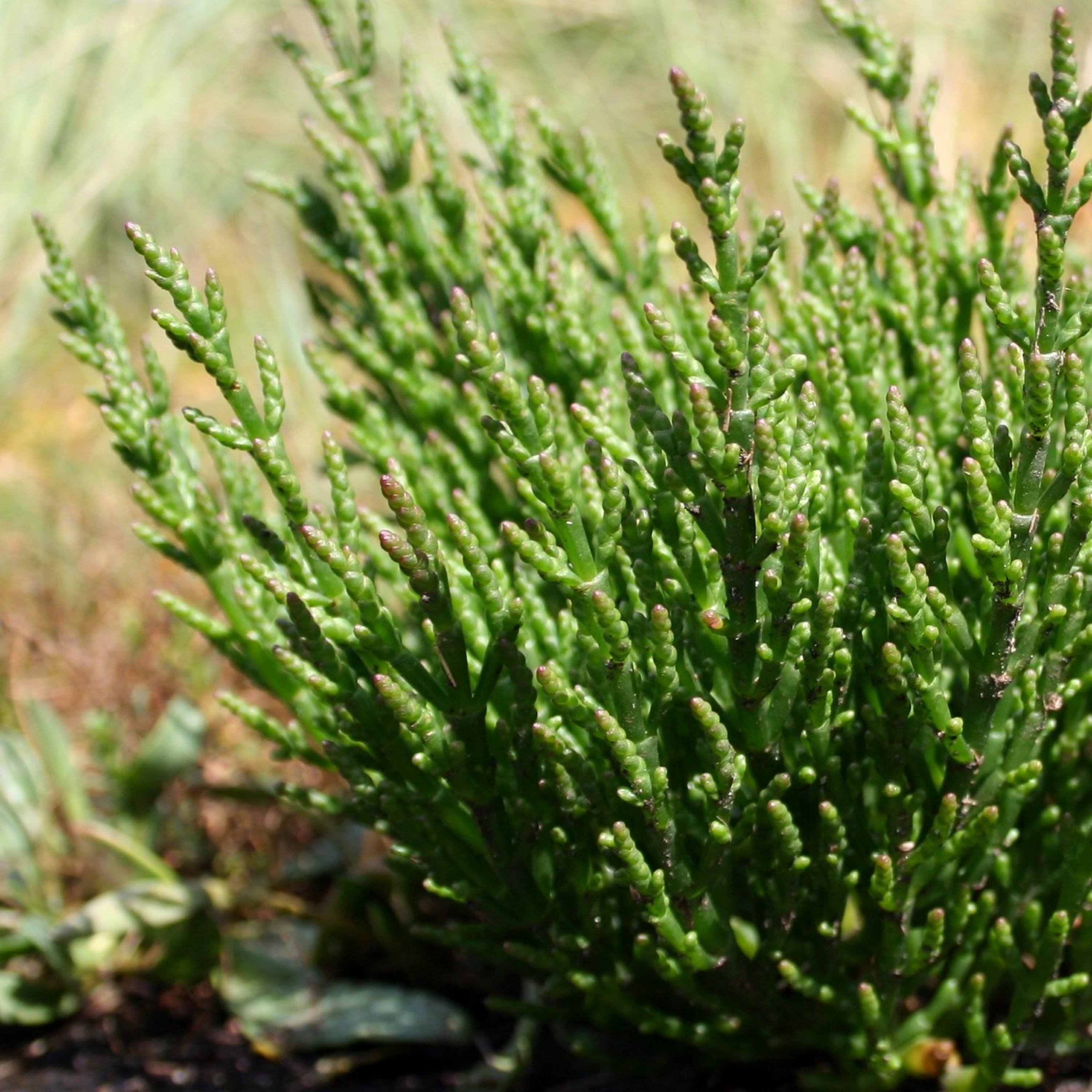 Todas as plantas têm nome
