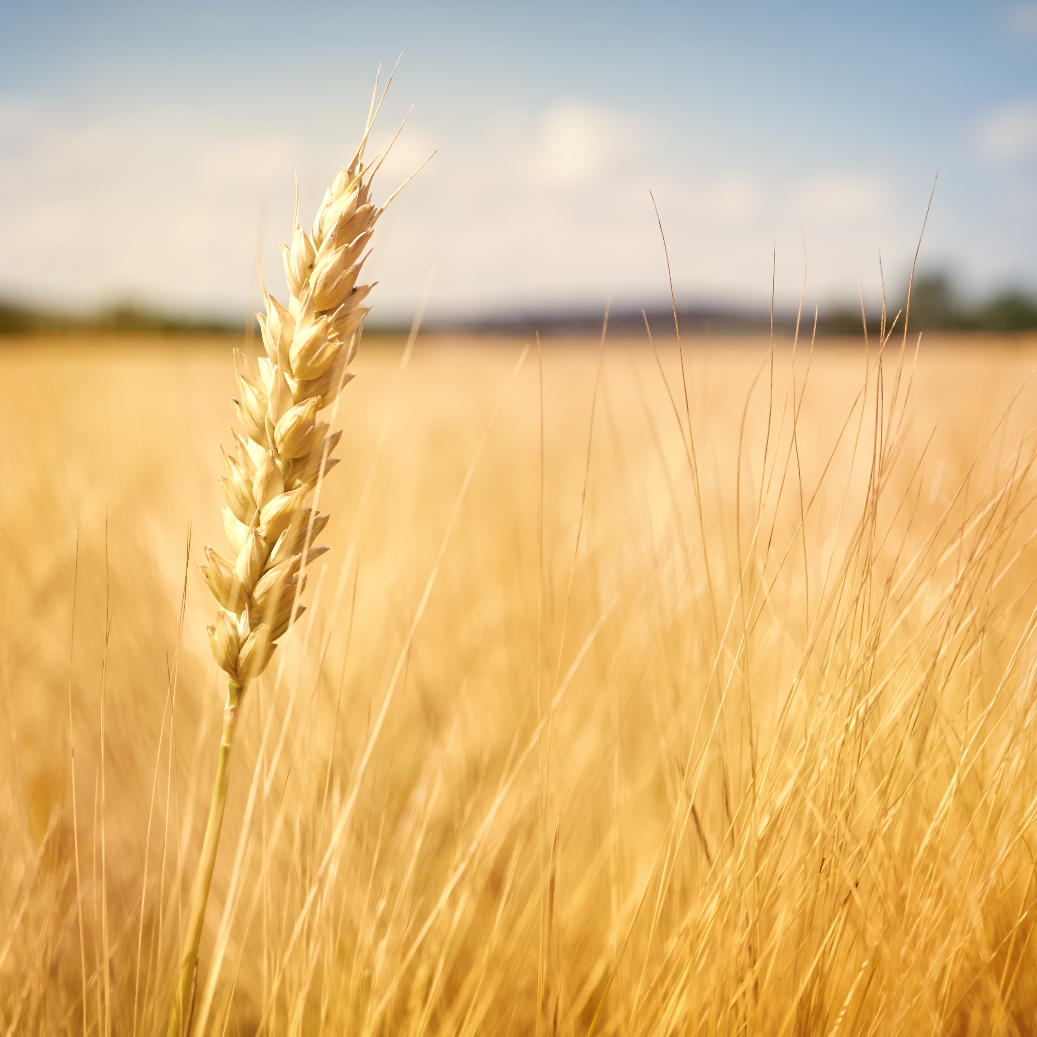 Mid-June Wheat Market Update