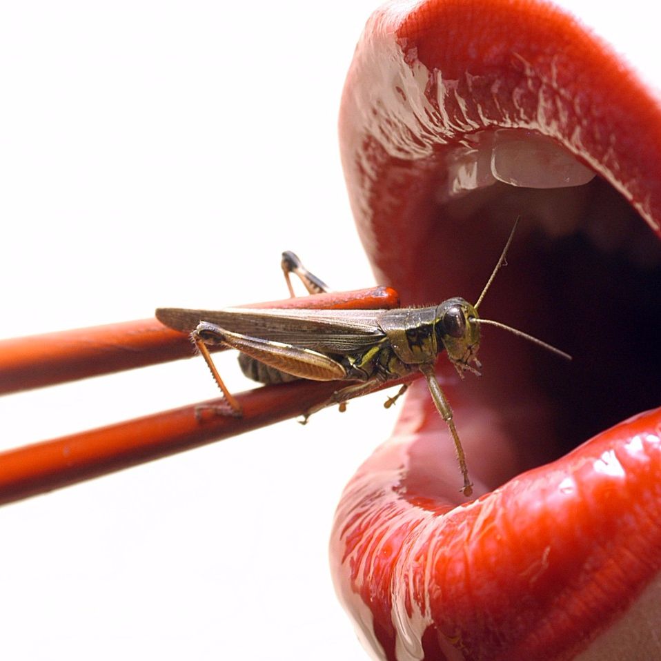 THE GATEWAY BUG w/Johanna B. Kelly & Cameron Marshad