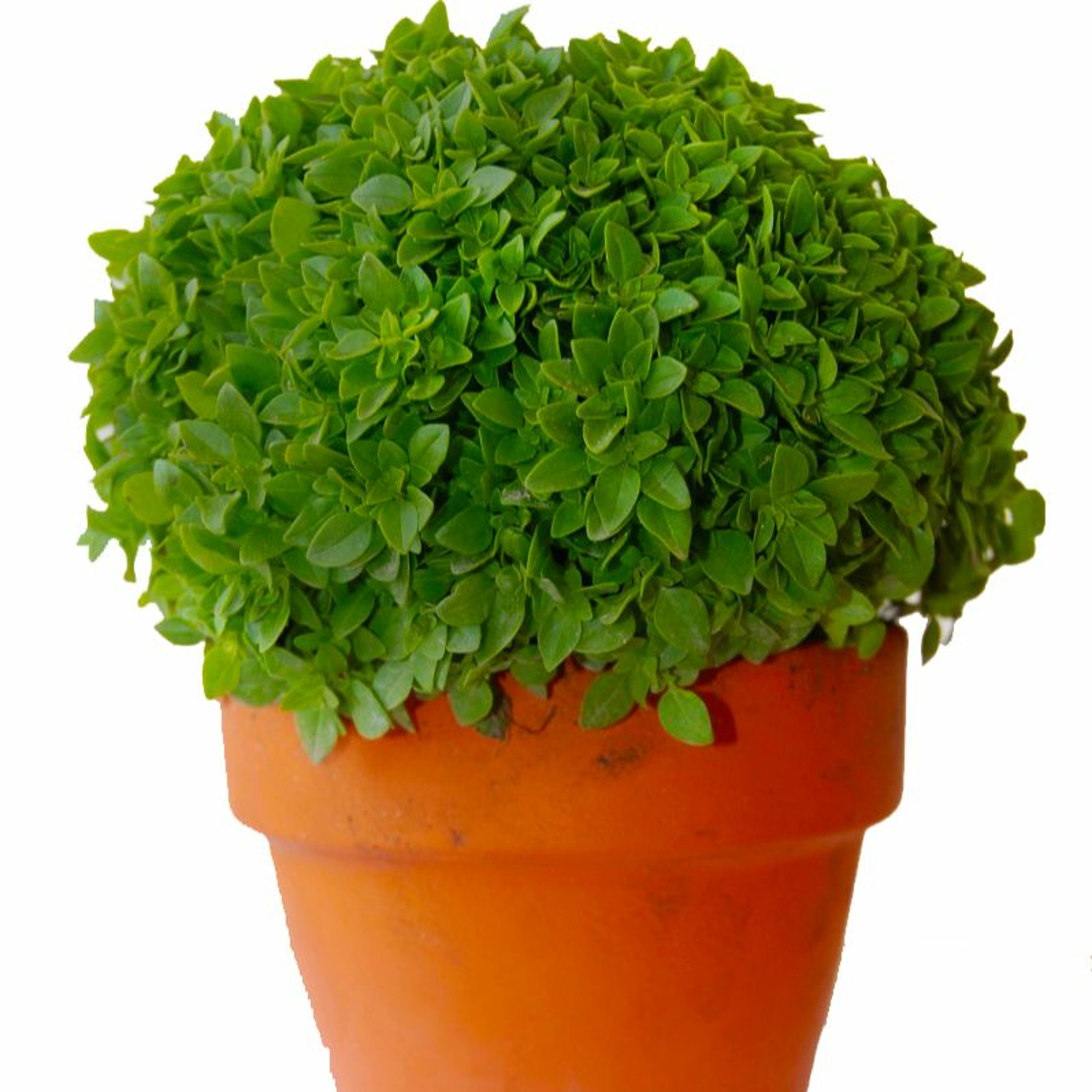 Todas as plantas têm nome