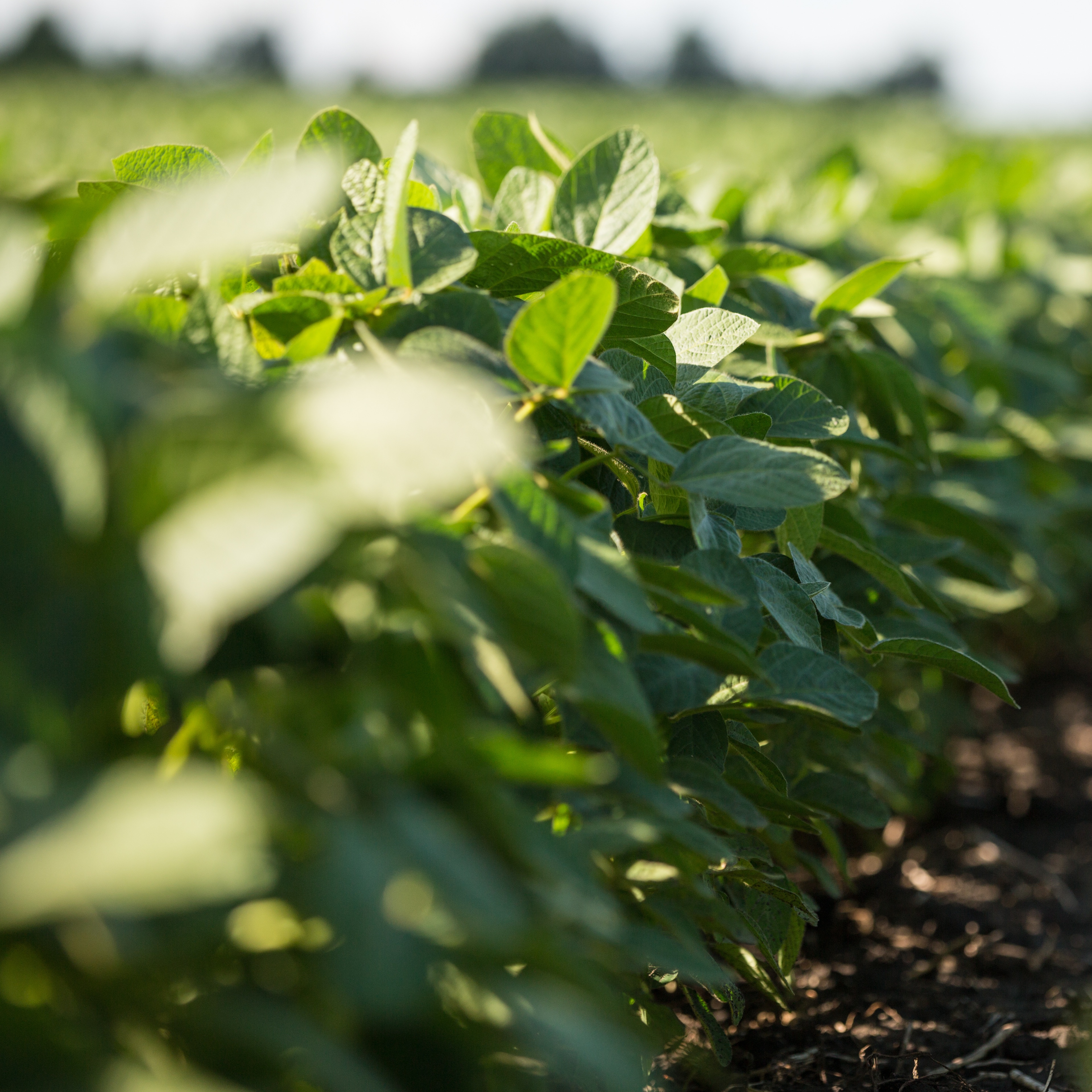 Agri Commodities Markets Review, June 2017
