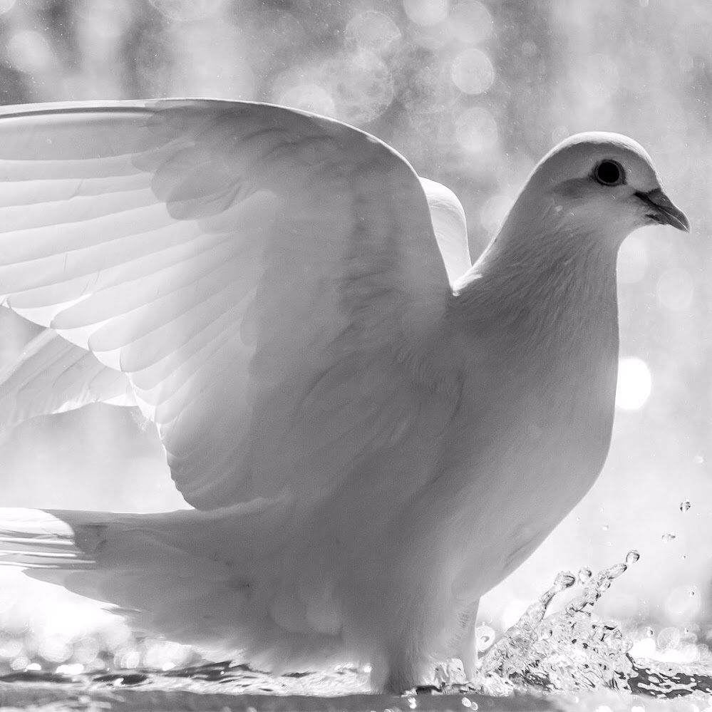Ambassadors of Peace in Wartime: A Conversation with Rick Love and Chaplain Wayne