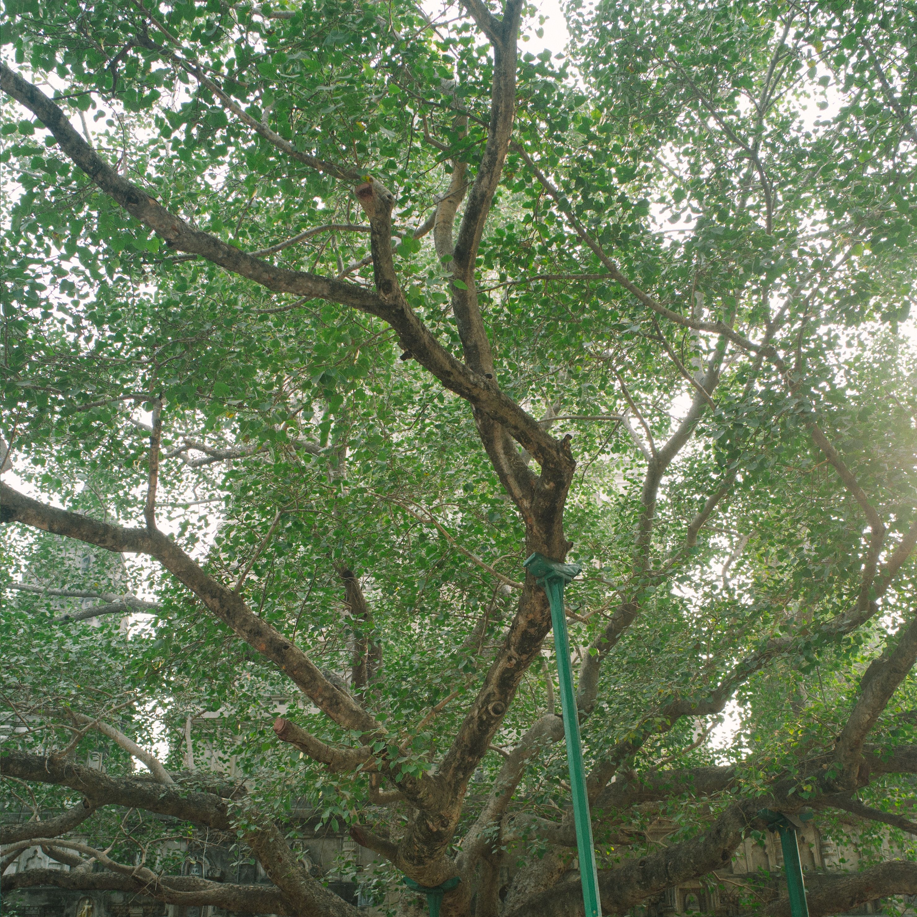 Day 3 | 09:00 am | Talk by Asha Pillai - Balsara on the Bodhi Tree