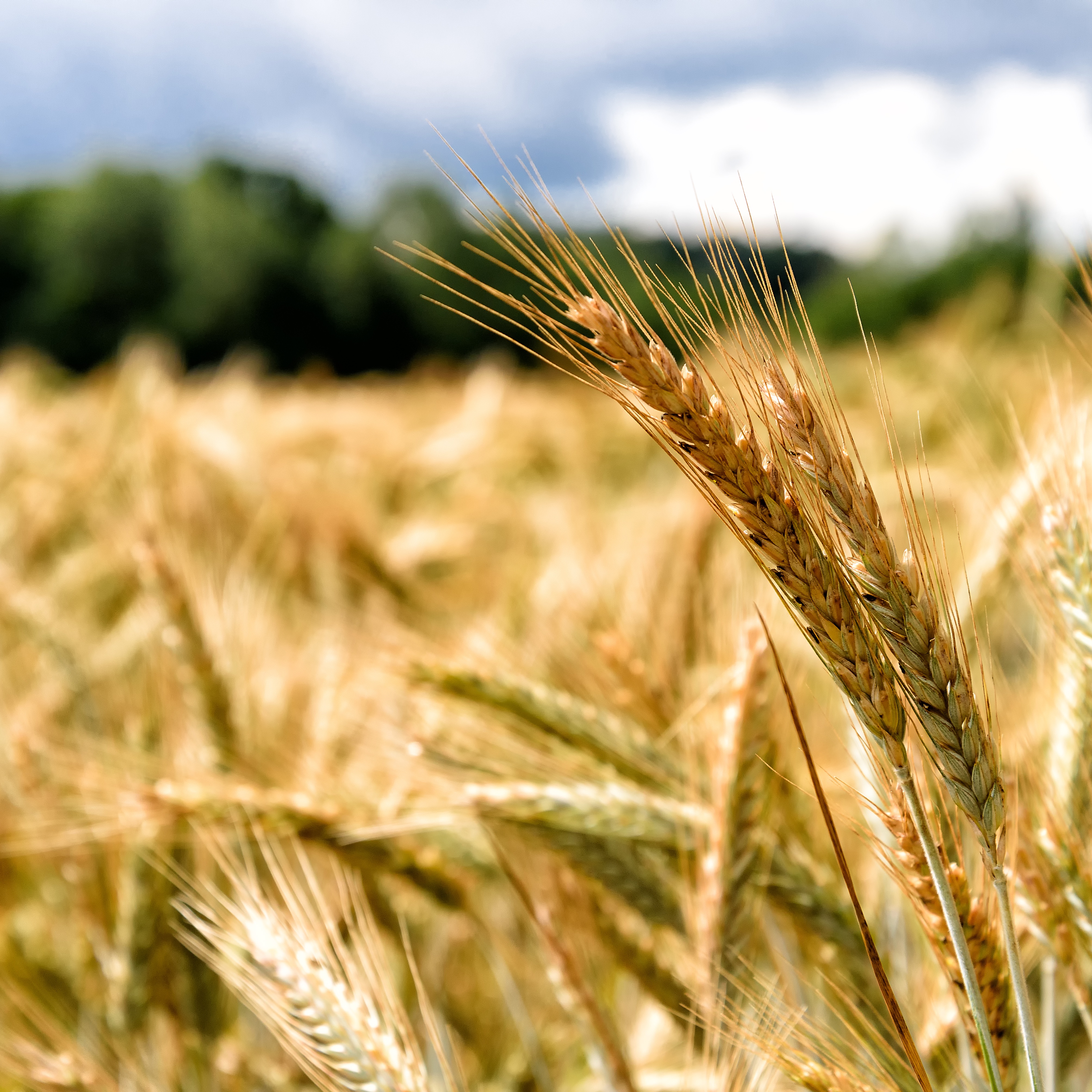 Agri Commodities Monthly July 2017: Weather Volatility Ahead