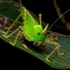 Katydids, crickets + train horns near IUSB campus in South Bend, August 2017