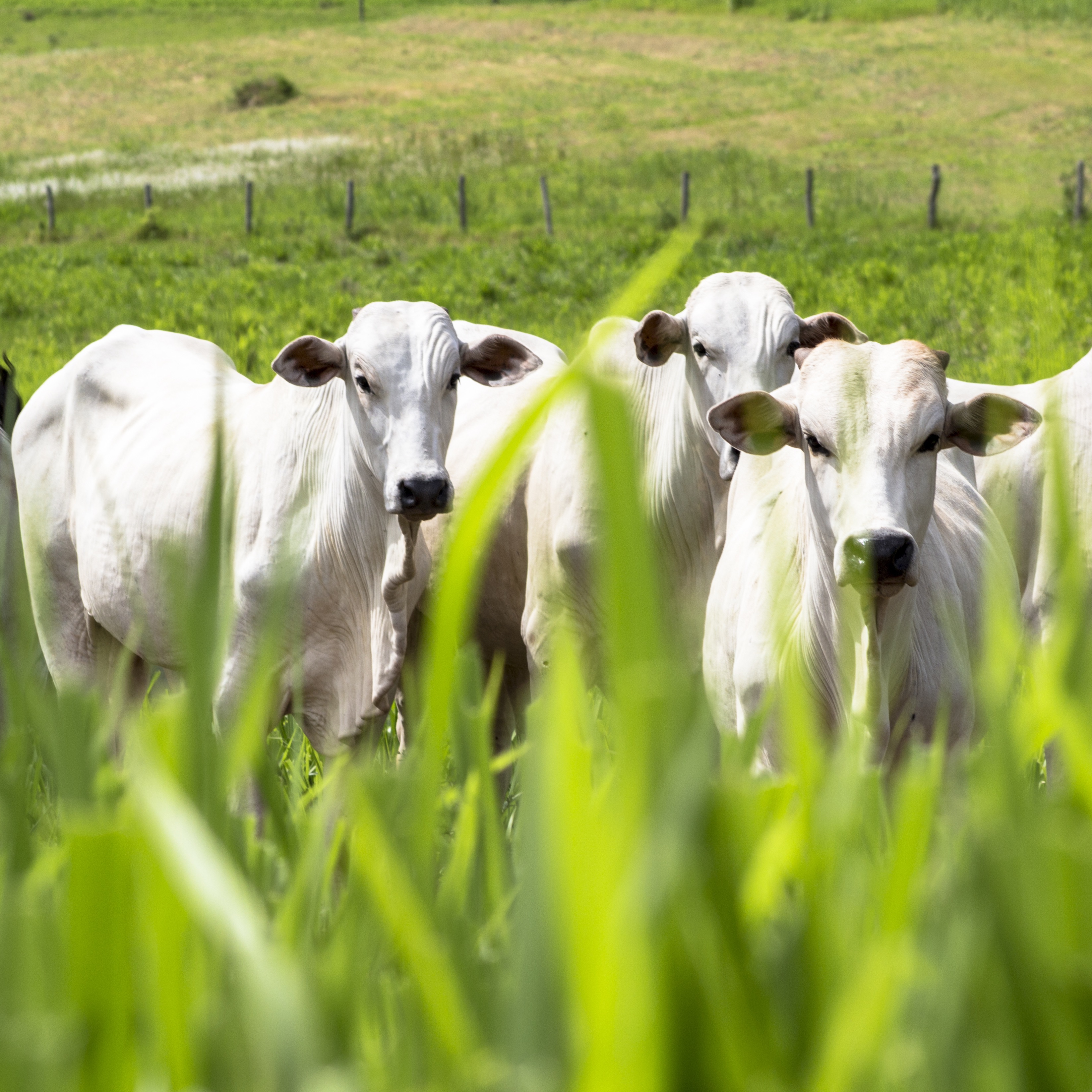RaboResearch Food & Agribusiness Brazil