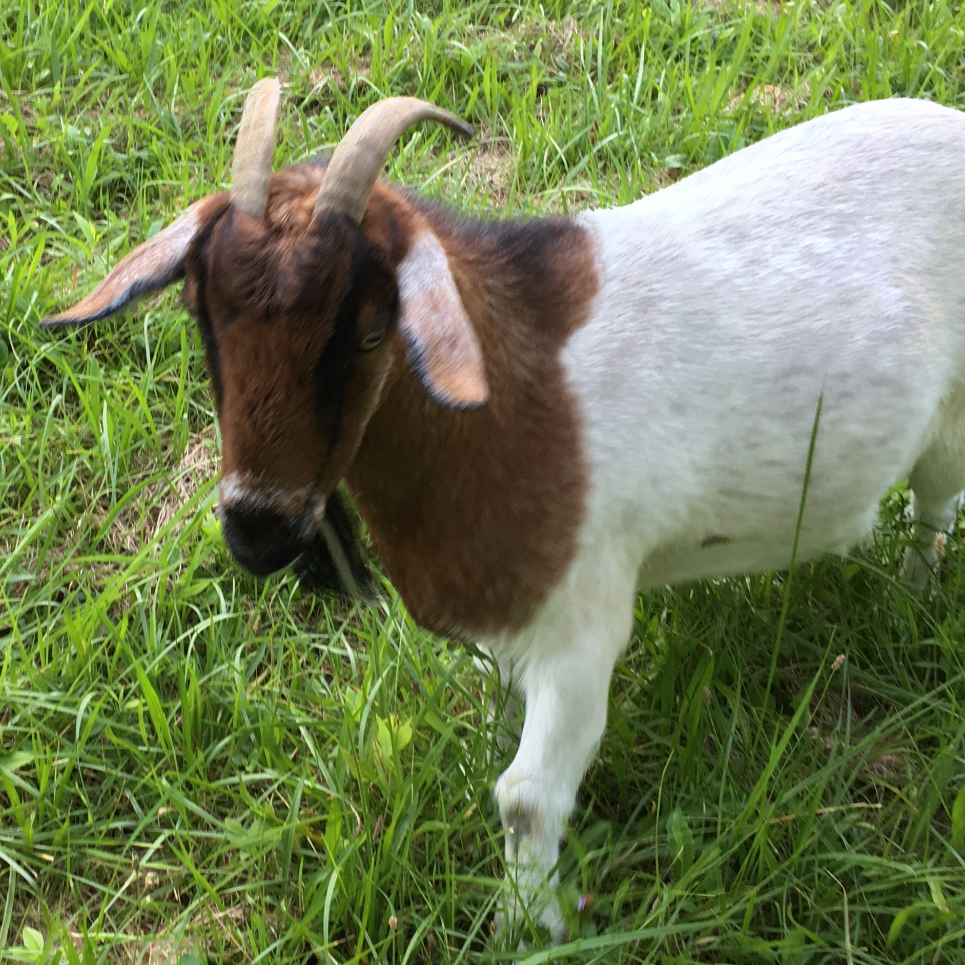 The Vampire Cop - Narrative