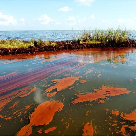 GulfCast Ep. 46 - How Plants and Bacteria Work Together to Clean Up Oil