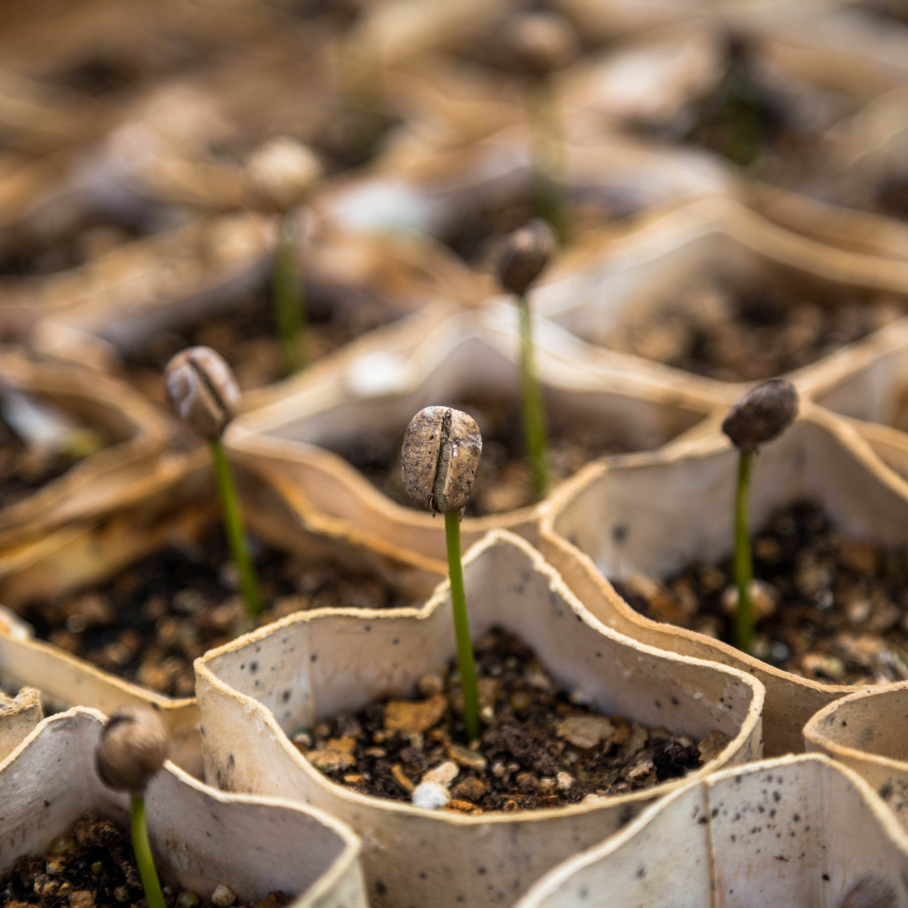 5 keys to germination of seeds.