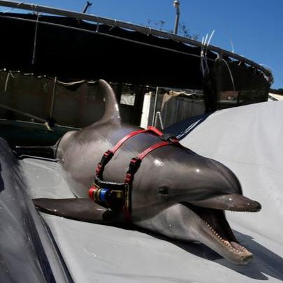 GulfCast Ep. 47 - Cynthia Smith: Marine Mammals in the Gulf