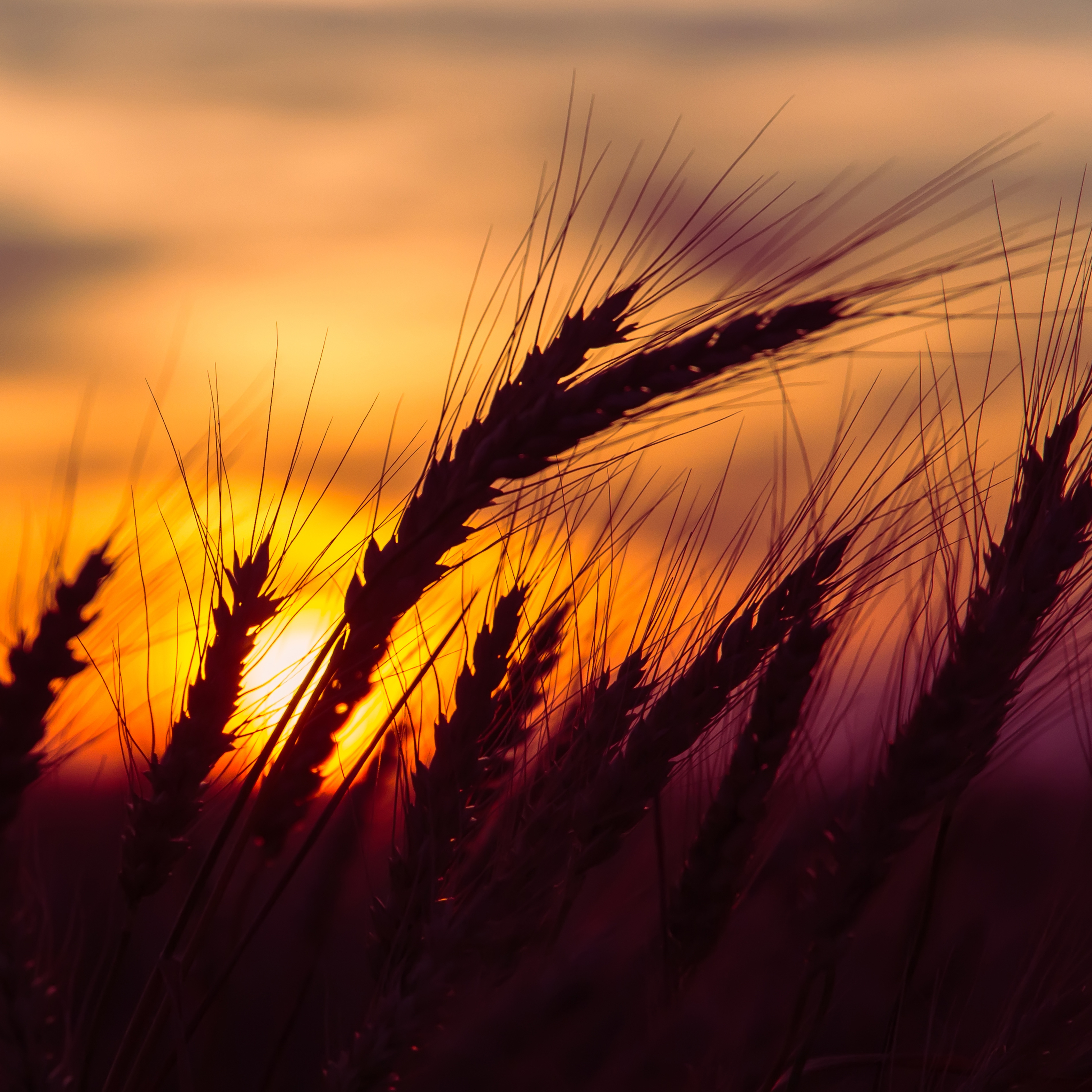 Grains & Oilseeds Outlook for 2018: Good Buy, Low Prices