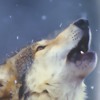 Walking The Peak Imagine Dragons Walking The Wire Cover Mp3