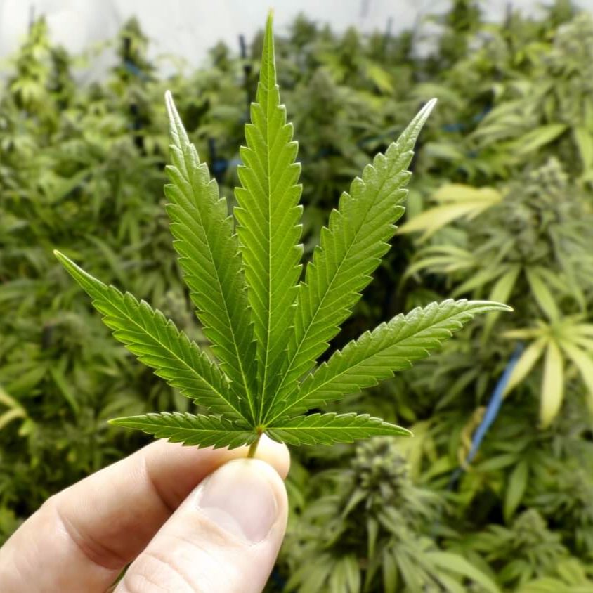 Biohack using CBD/Hemp Oil