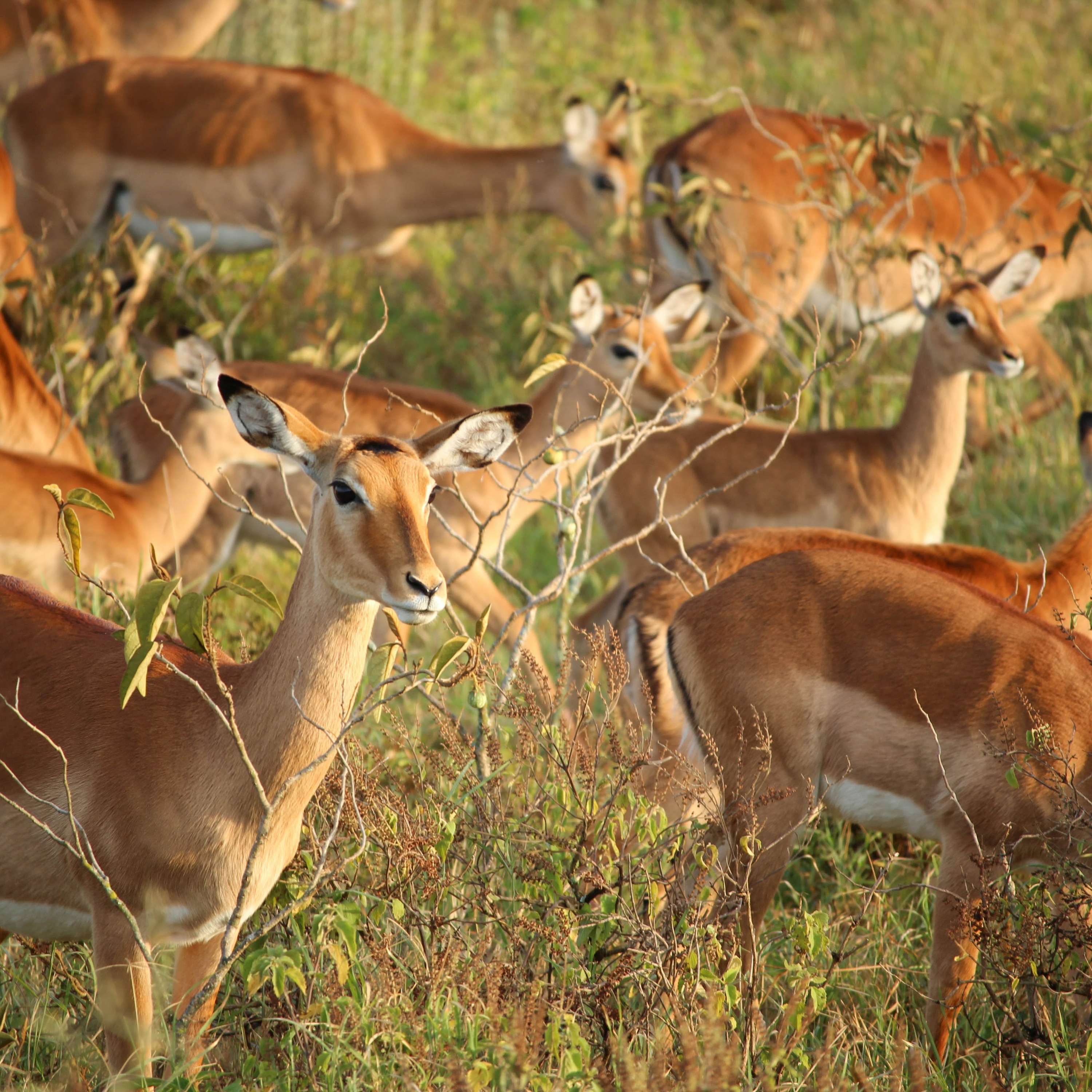 Should Africa-focused Investors Hunt Gorillas, Gazelles Or Unicorns?