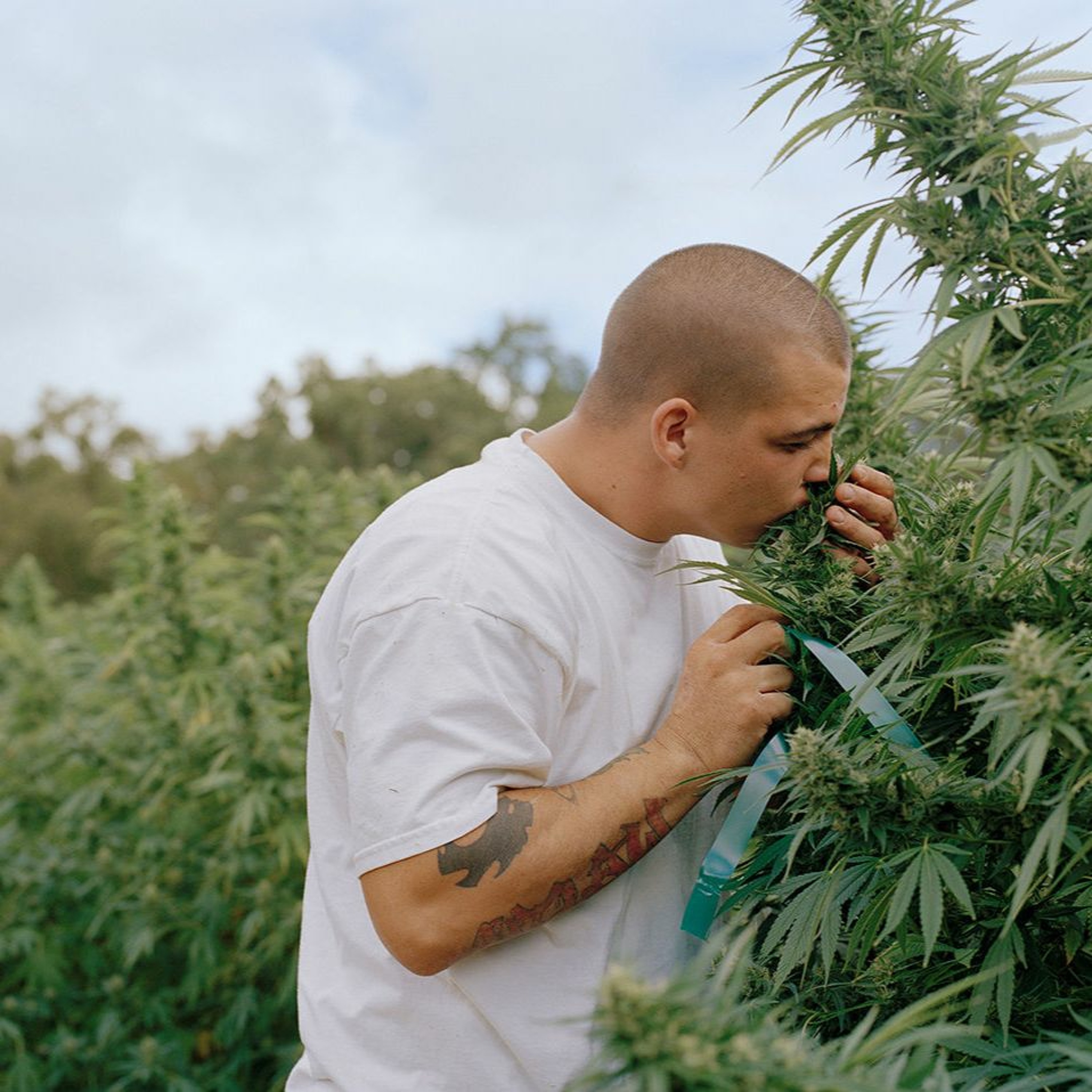 No. 65: Can Pot Help Unlock Creative Potential?