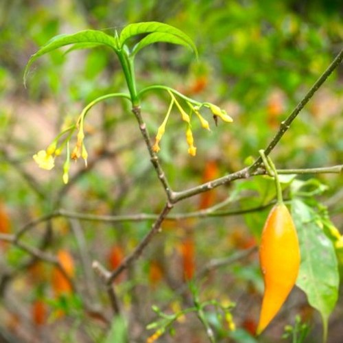 Quarry Forum Podcast #42 (Part 1) "Abigain" (1-26-18)