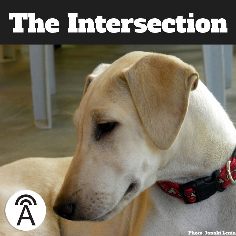 #51: Forget Labs & Pugs, Say Hello to India's Homegrown Dog Breeds
