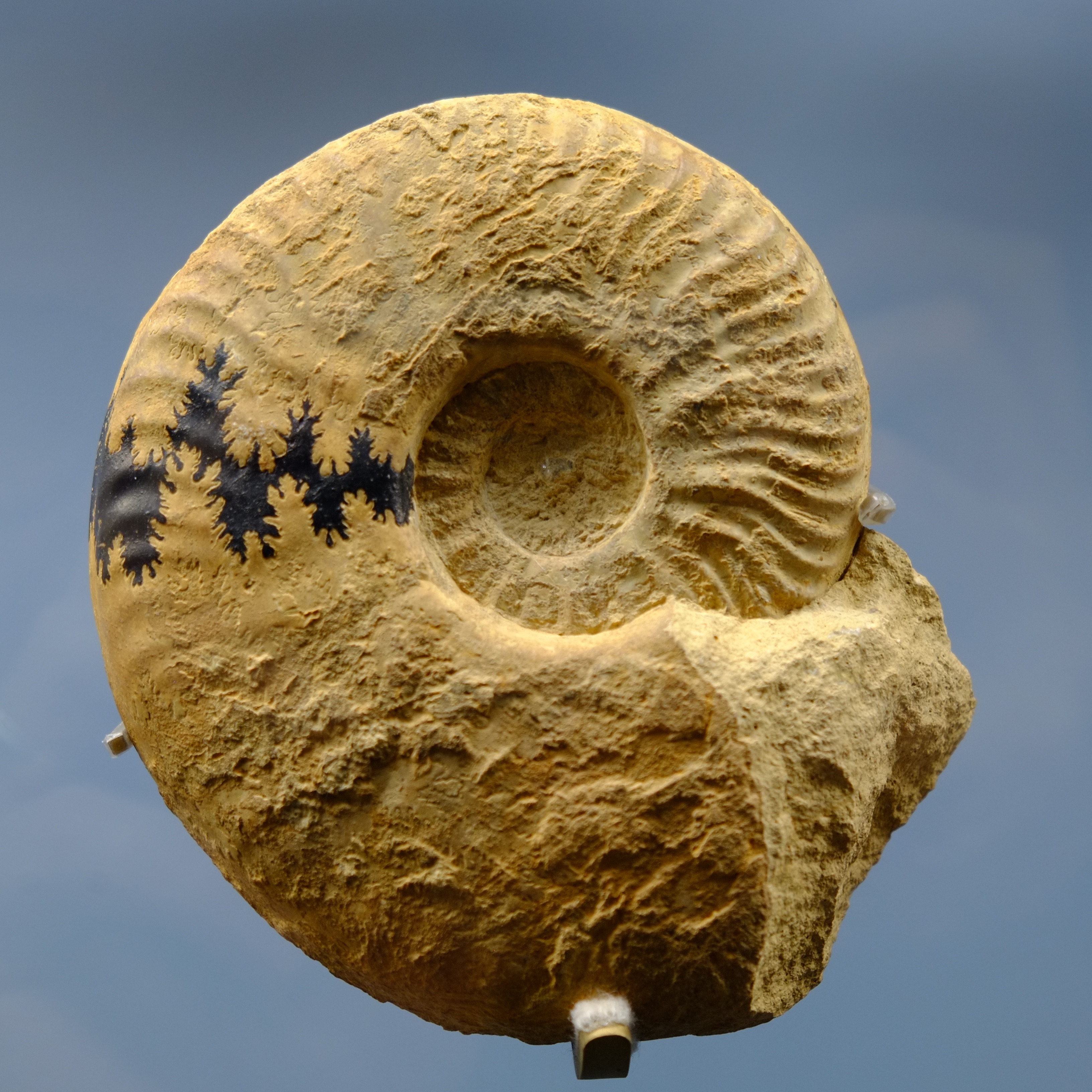 Horniman Podcast 2- Fossils 2
