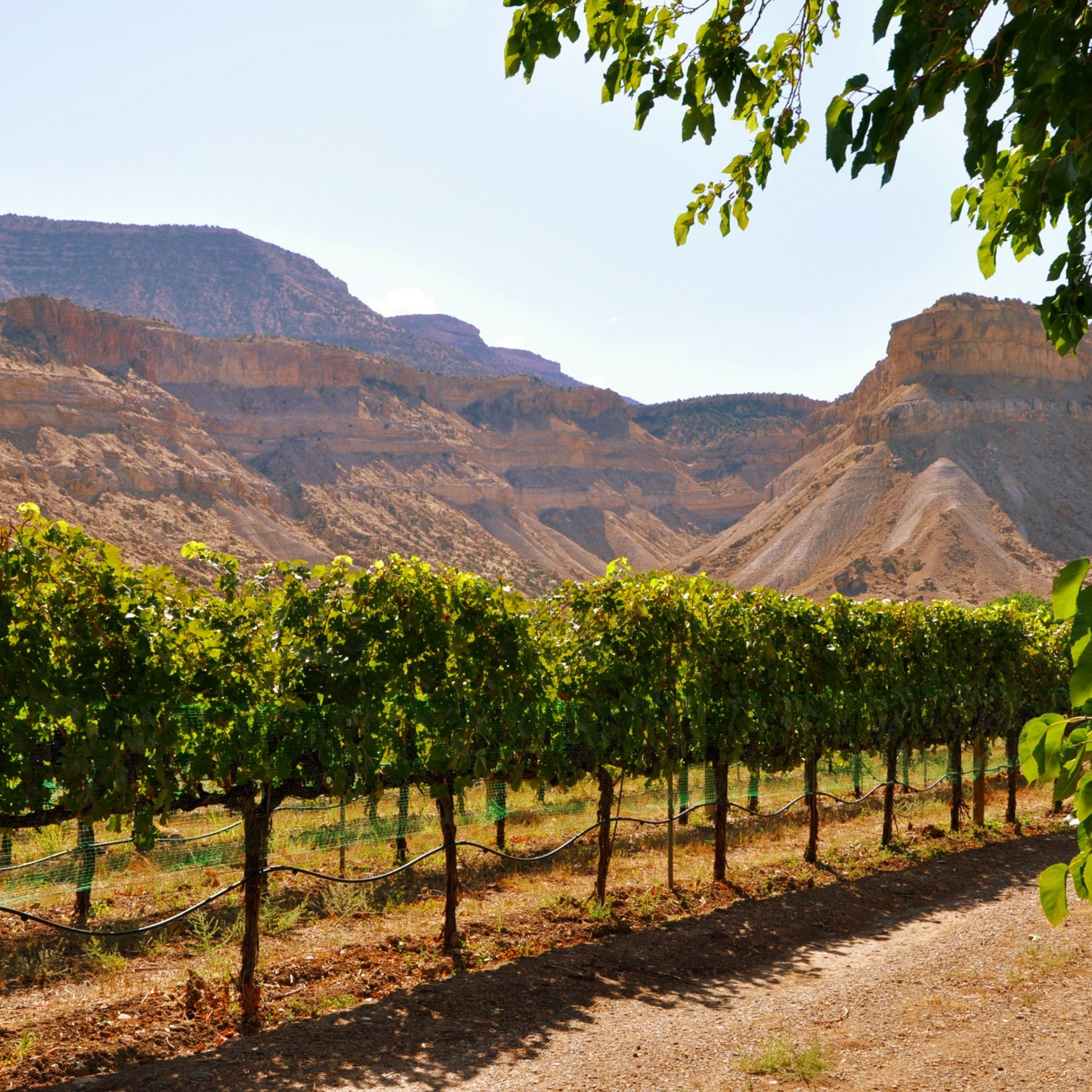 Paul Bonacquisti Winery Experience