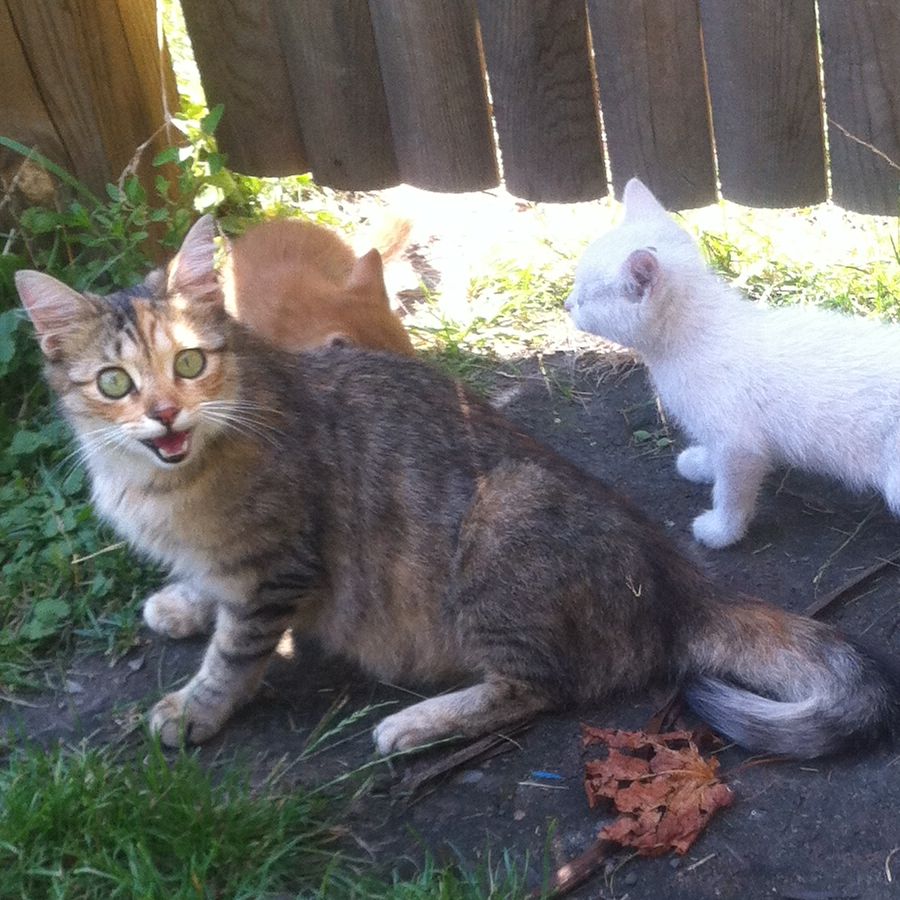 Episode 19: Three Kittens