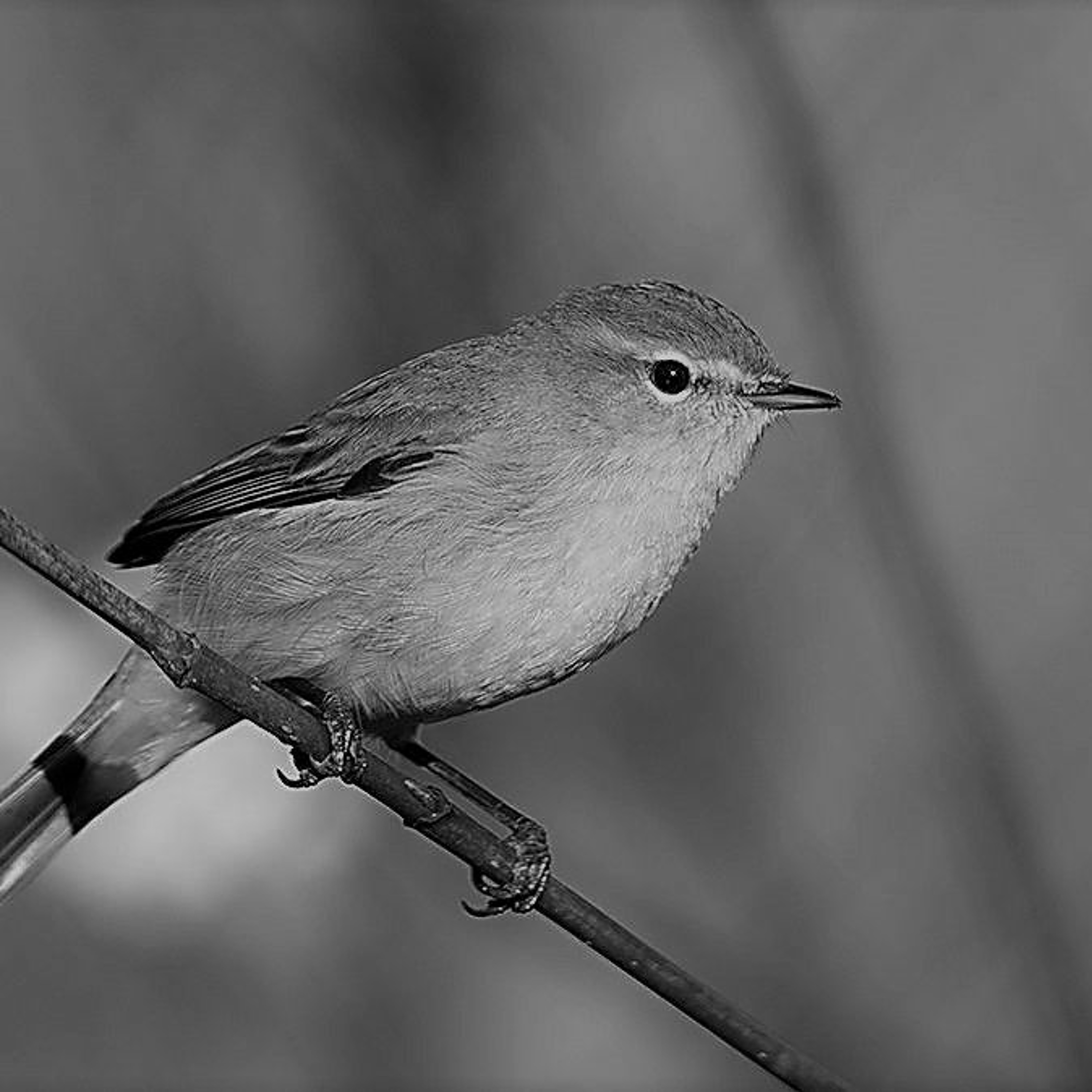 UITGELEZEN: ZKV (zeer korte verhalen)
