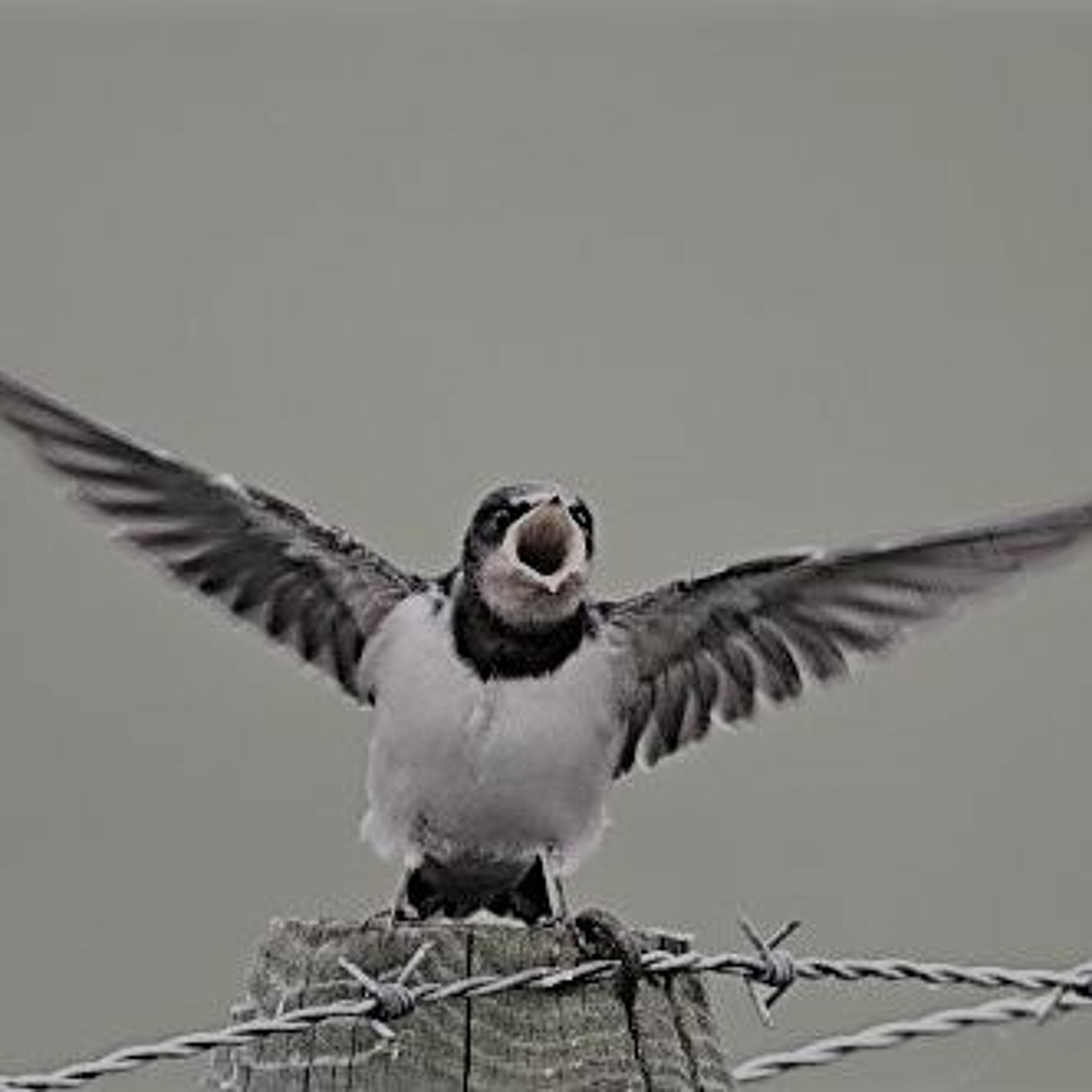 UITGELEZEN: ZKV (zeer korte verhalen)