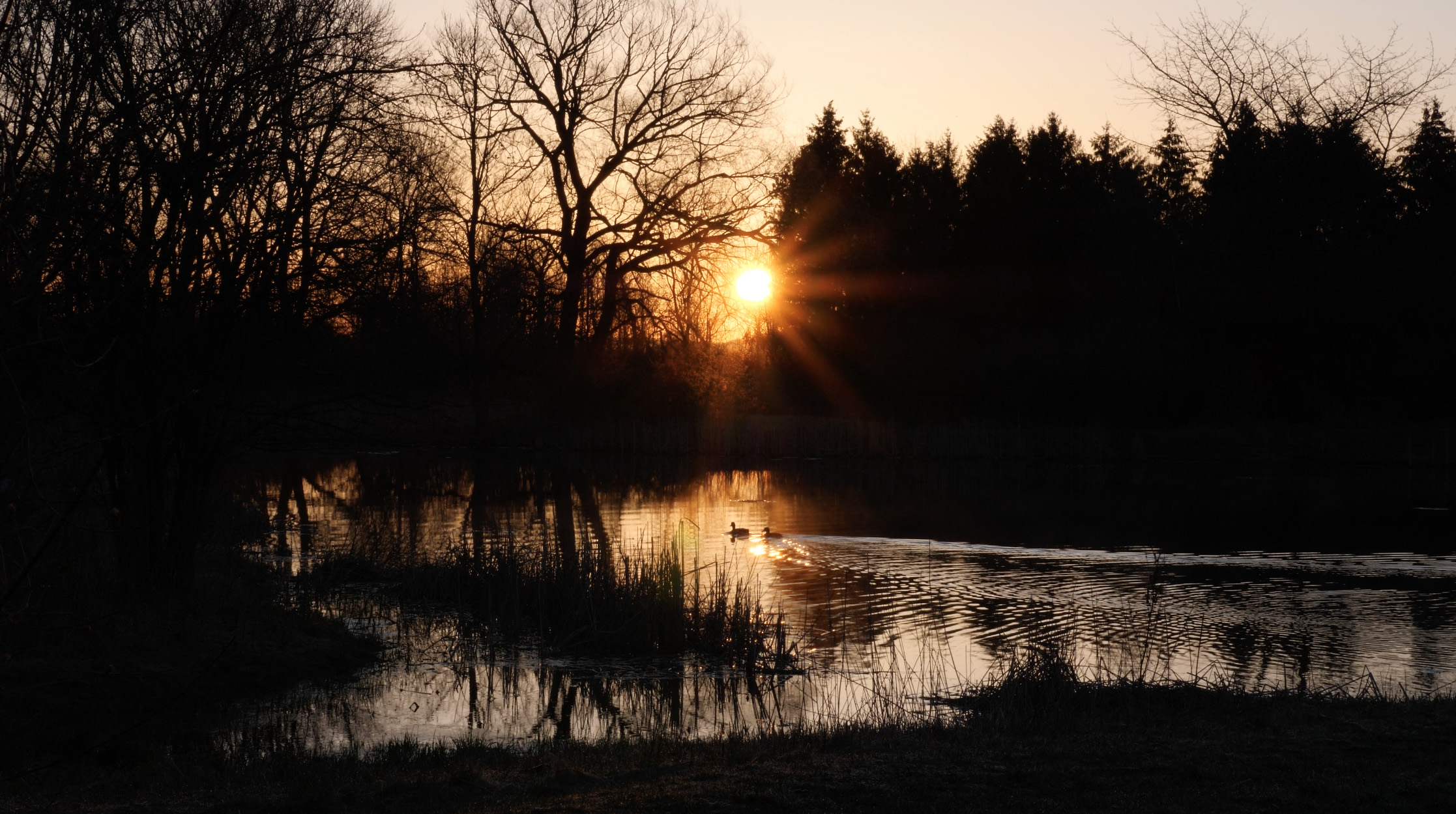 Backyard Bird Walk Podcast